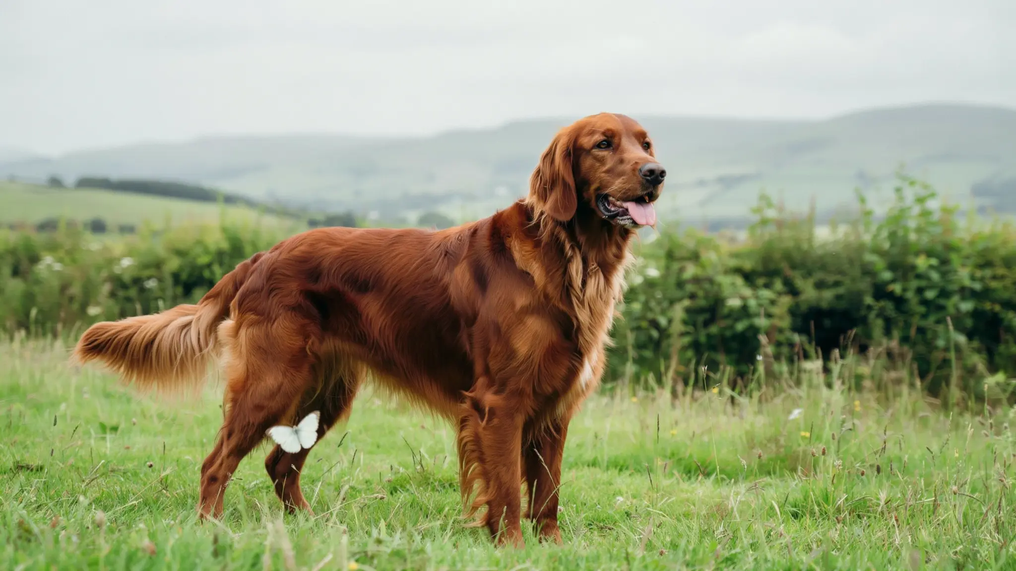irish setter dog standing in a grassy field showing its long red coat and energetic outdoor pose