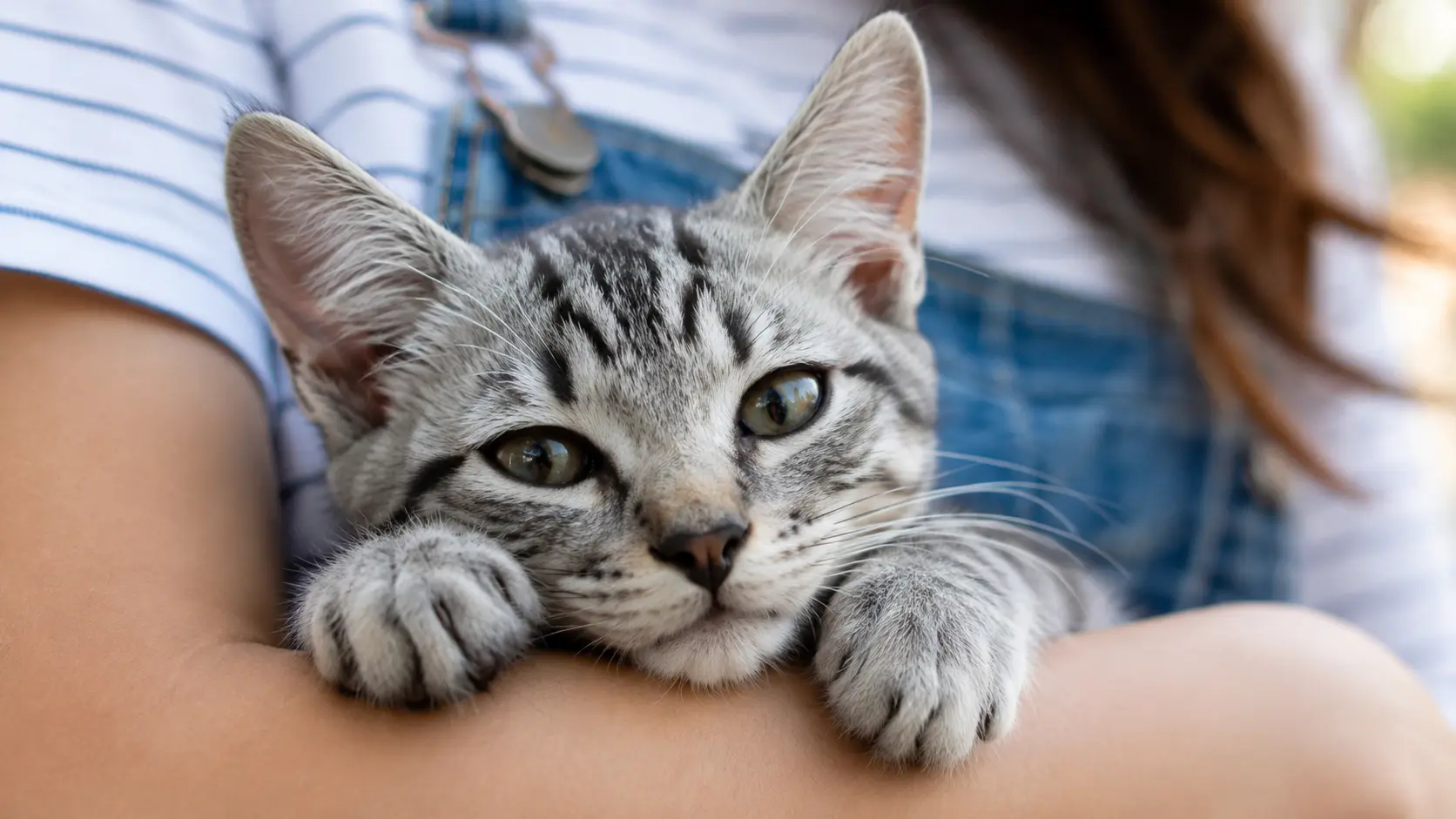 kitten resting with owner showing time to neuter a cat decision
