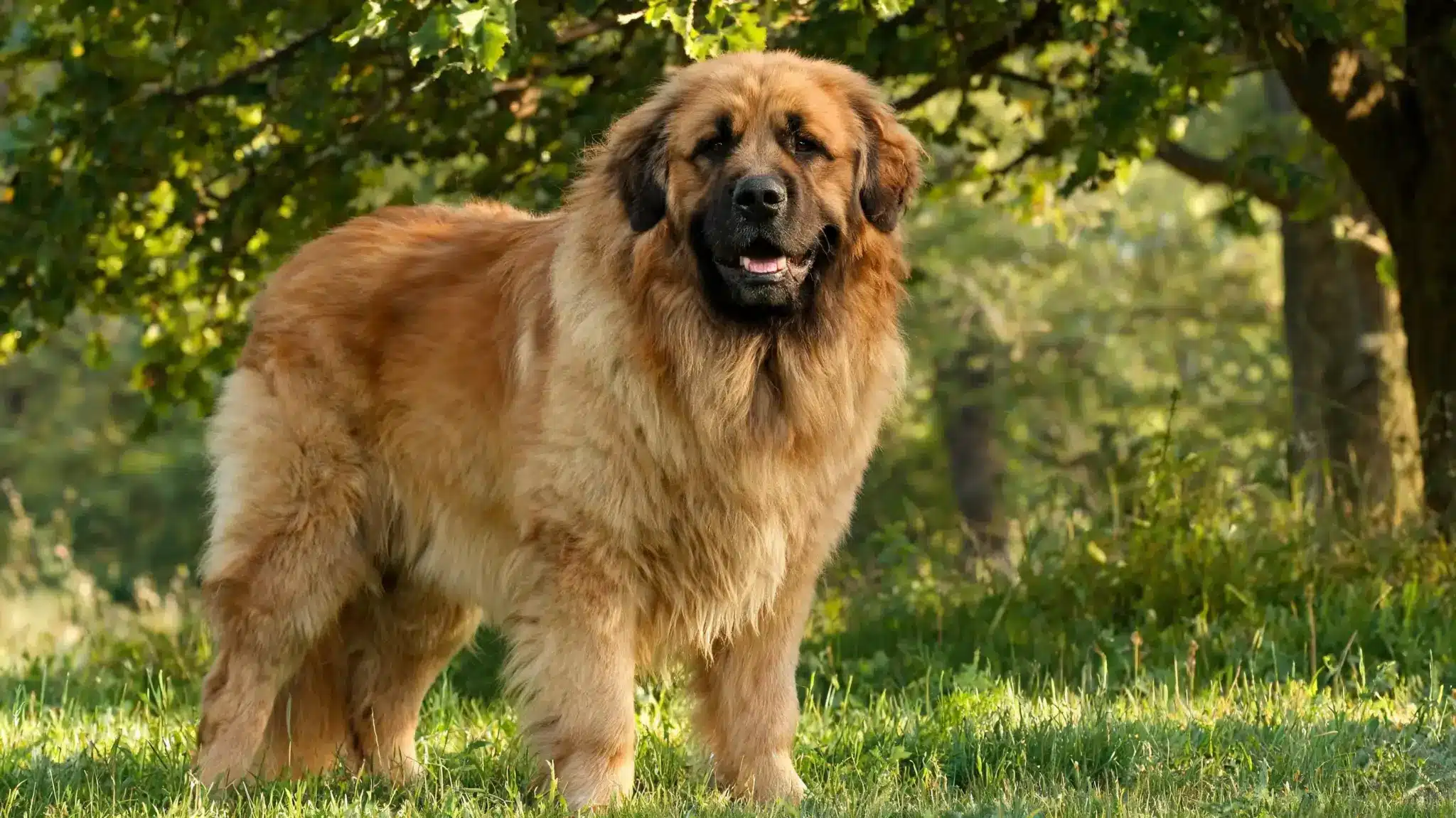 leonberger giant dog breed with lion like coat and friendly nature