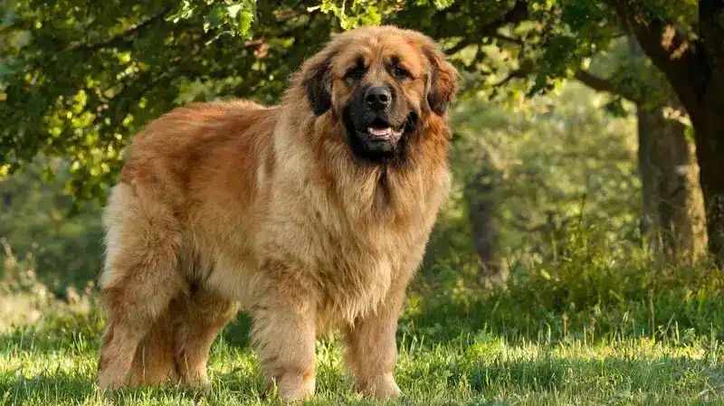 neapolitan mastiff giant dog breed with wrinkled face and build