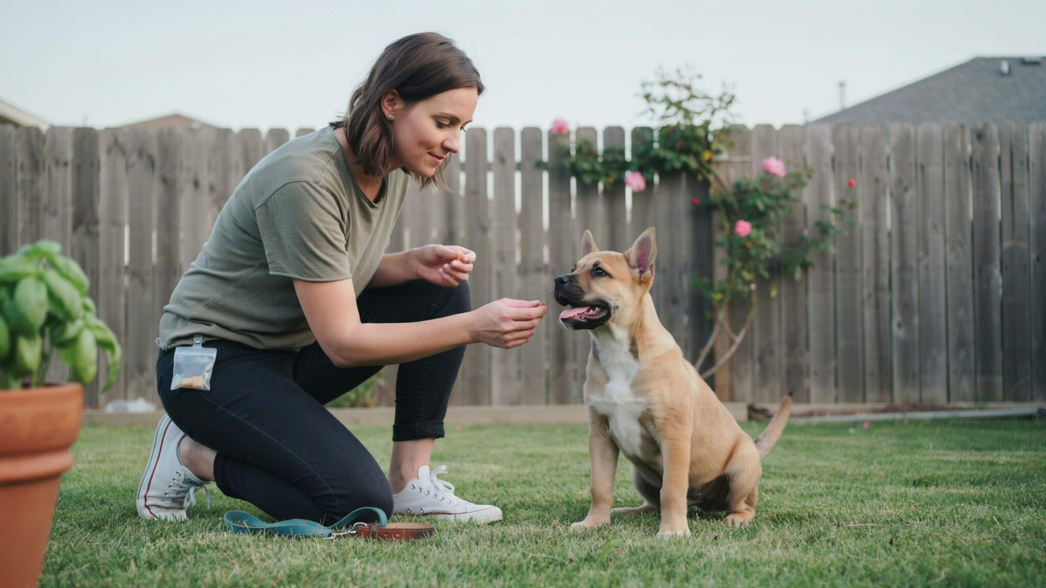 pit bull puppy learning obedience commands during training session