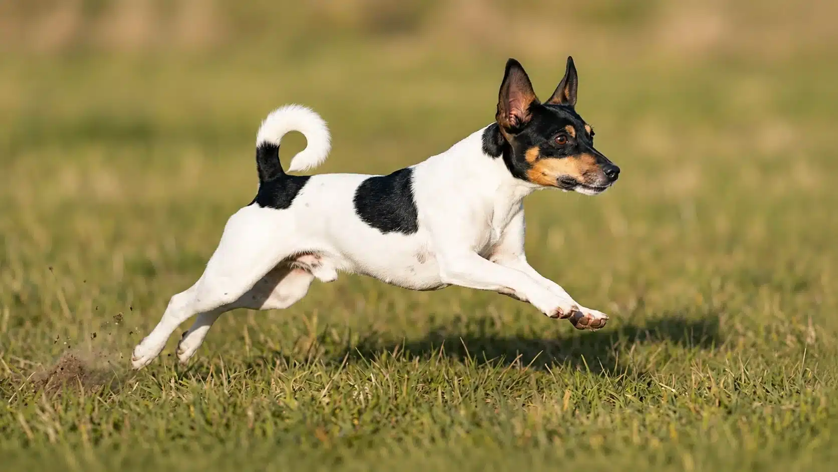 rat terrier sprinting across grass showing compact athletic body pointed ears and curled tail