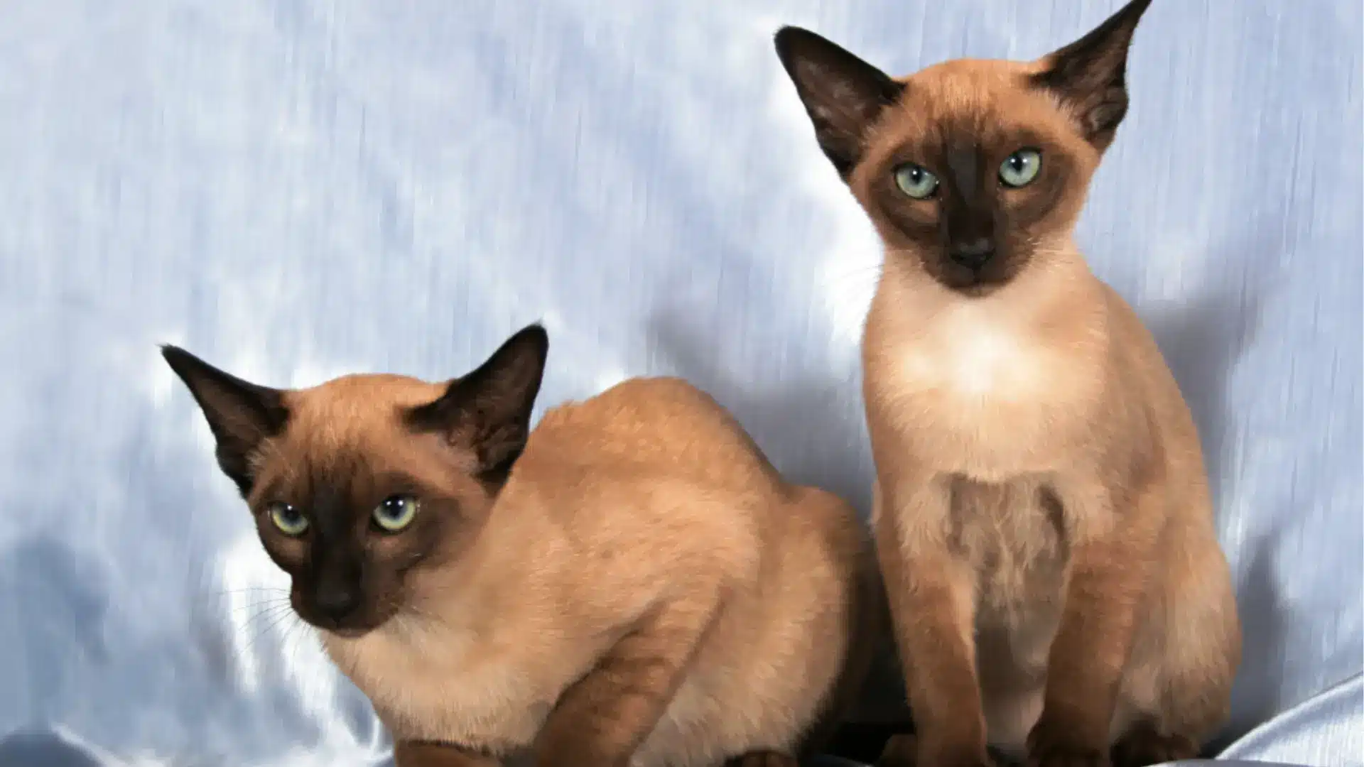 realistic tonkinese cat showing short fur blue eyes and darker facial markings near a window