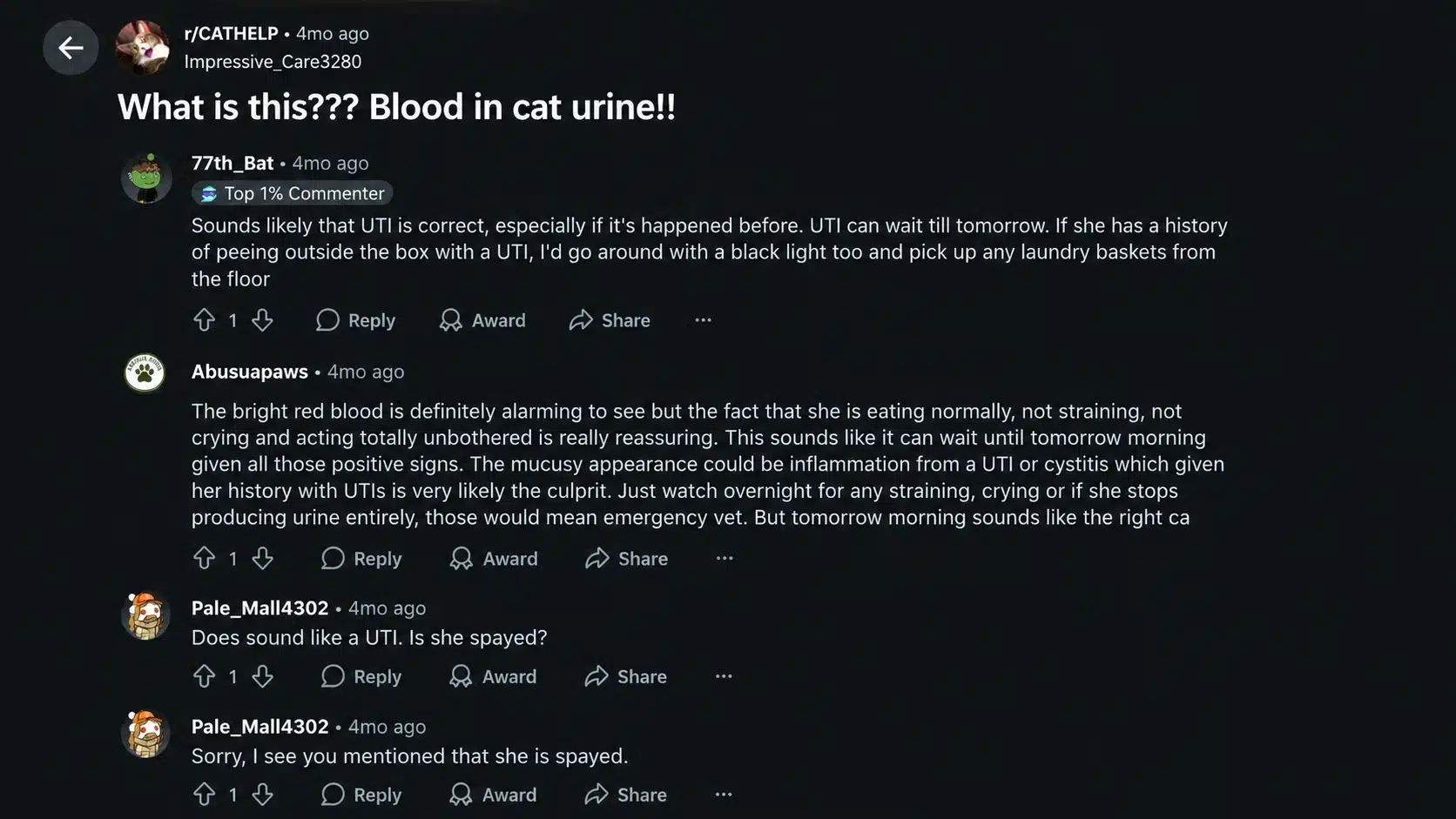 reddit discussion about blood in a cat's urine with community advice on uti symptoms and veterinary care