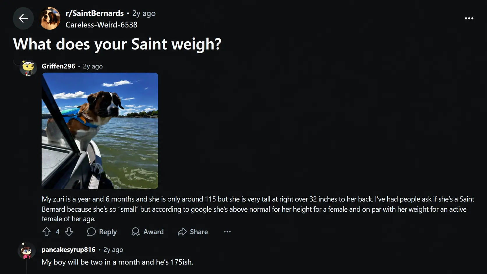 reddit discussion about saint bernard weight with owner size experiences