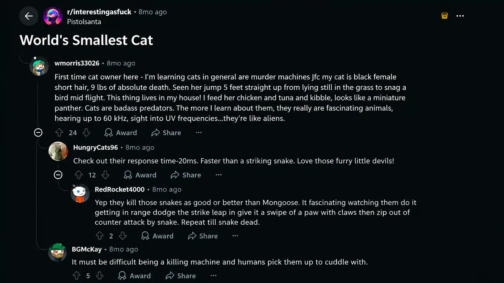 reddit discussion about the worlds smallest cat showing users reactions and comments about wild cats