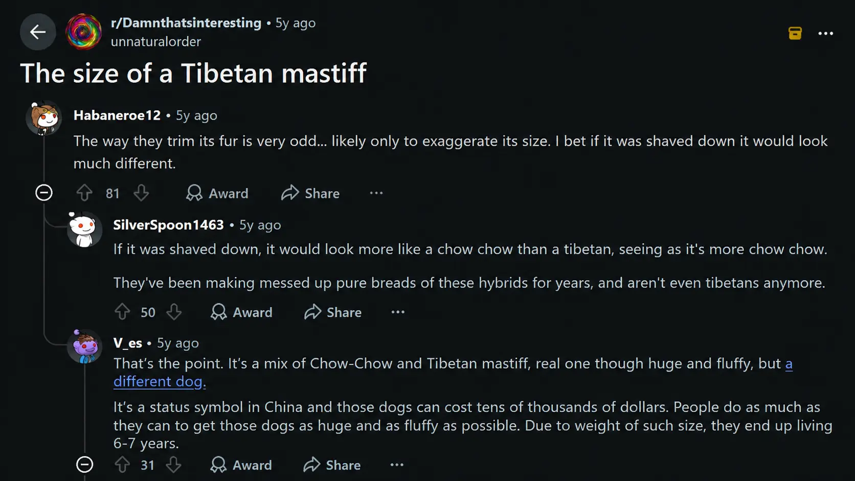 reddit discussion about tibetan mastiff size and large fluffy dog appearance