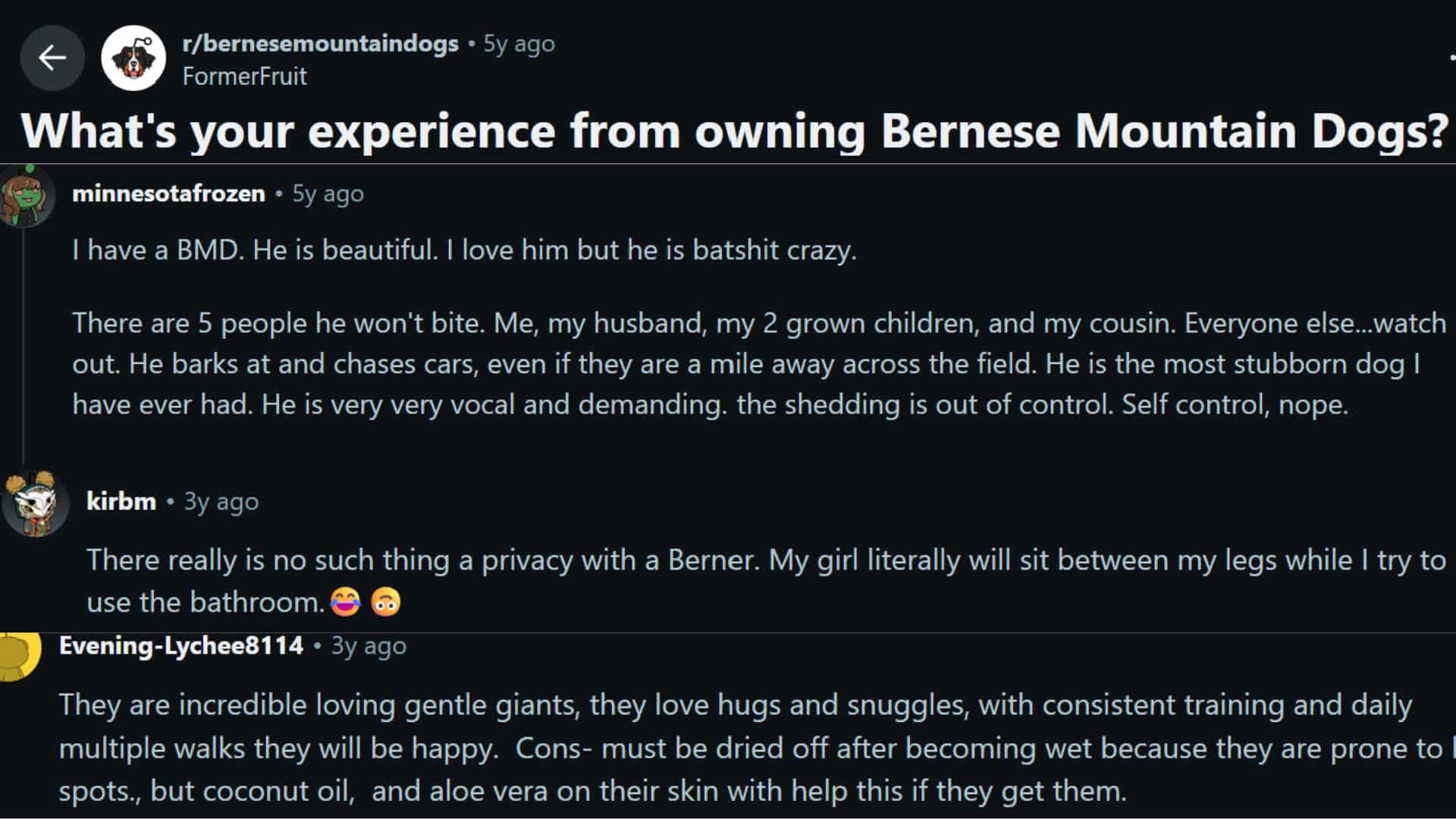 reddit discussion showing bernese mountain dog owners sharing experiences about behavior affection training shedding and daily care