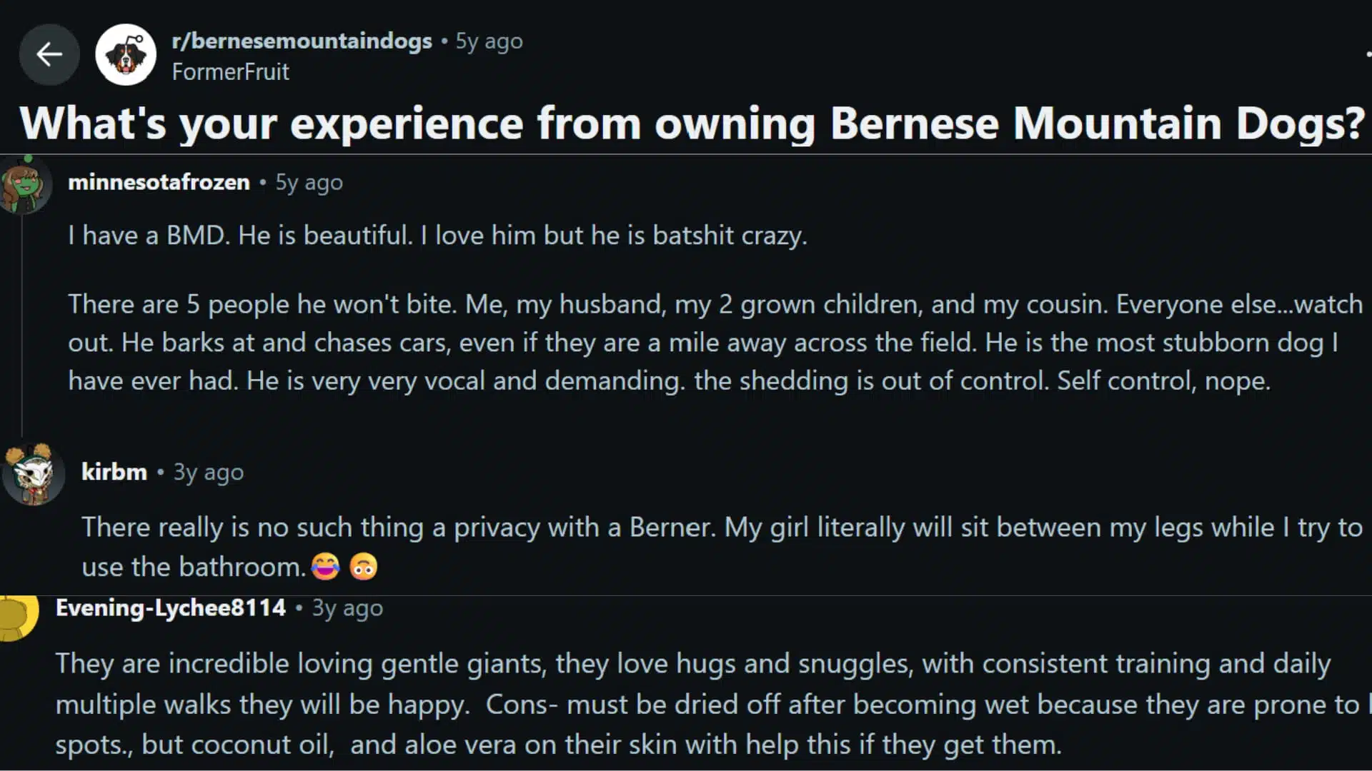 reddit discussion showing bernese mountain dog owners sharing experiences about behavior affection training shedding and daily care