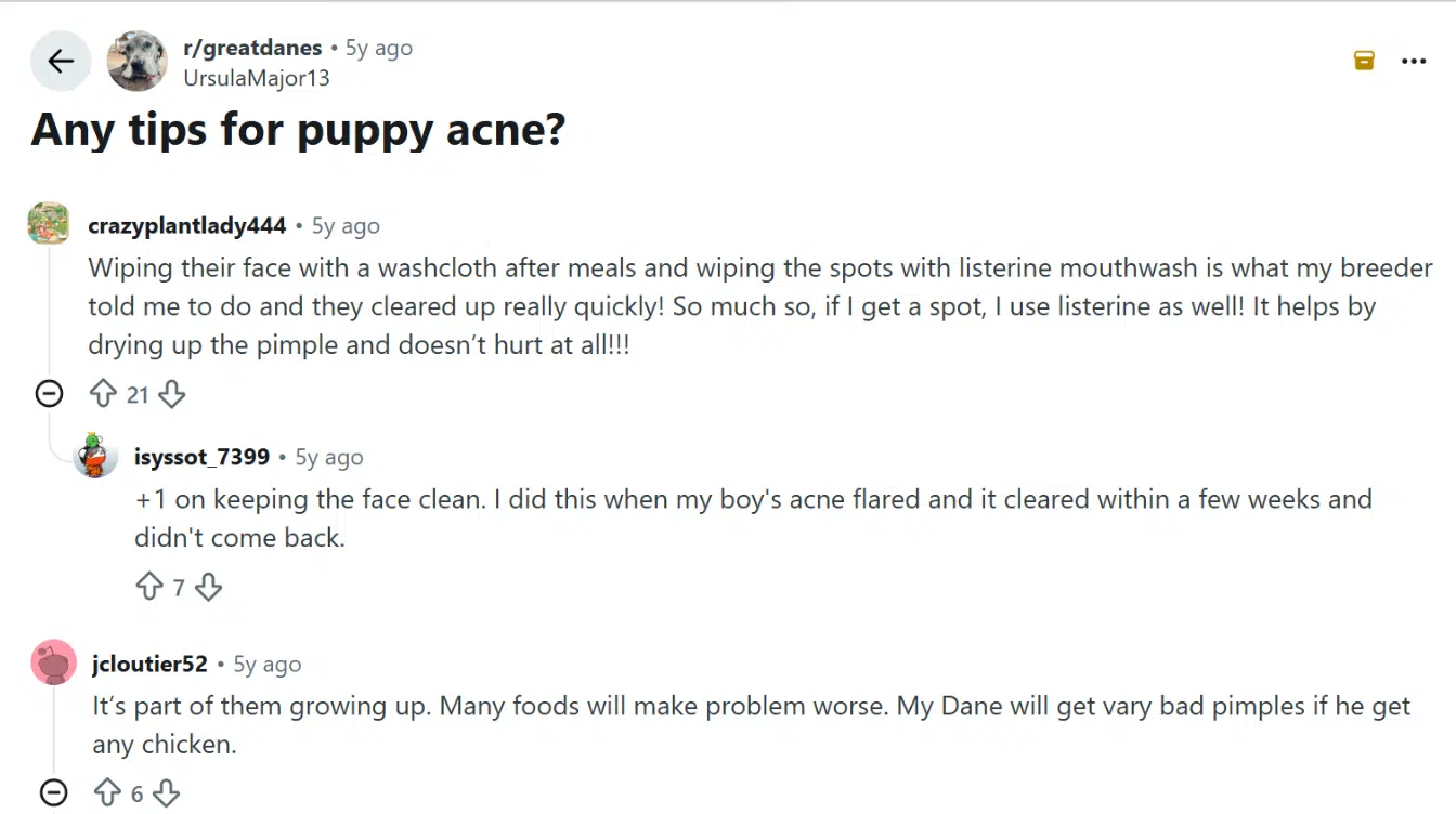 reddit puppy acne discussion showing pet owner experiences and care tips