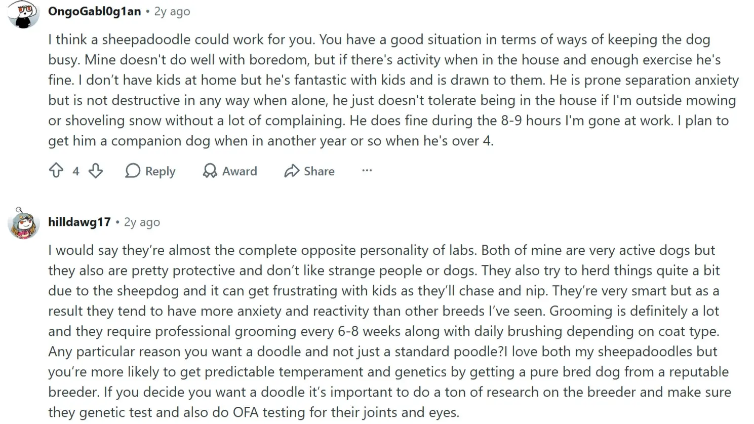reddit sheepadoodle owner feedback on temperament and grooming