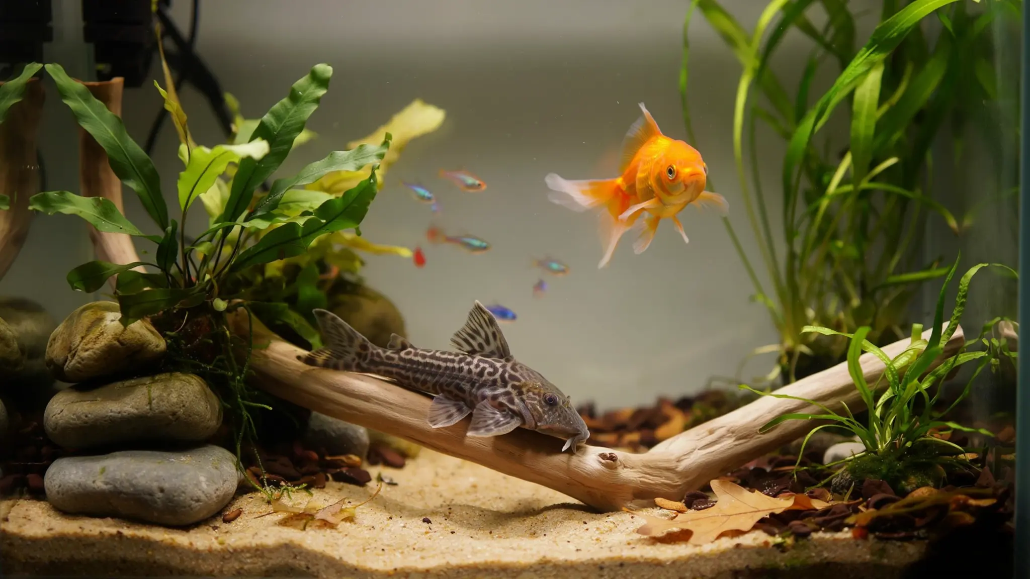 rubber lip pleco resting near driftwood with goldfish swimming in a planted freshwater aquarium