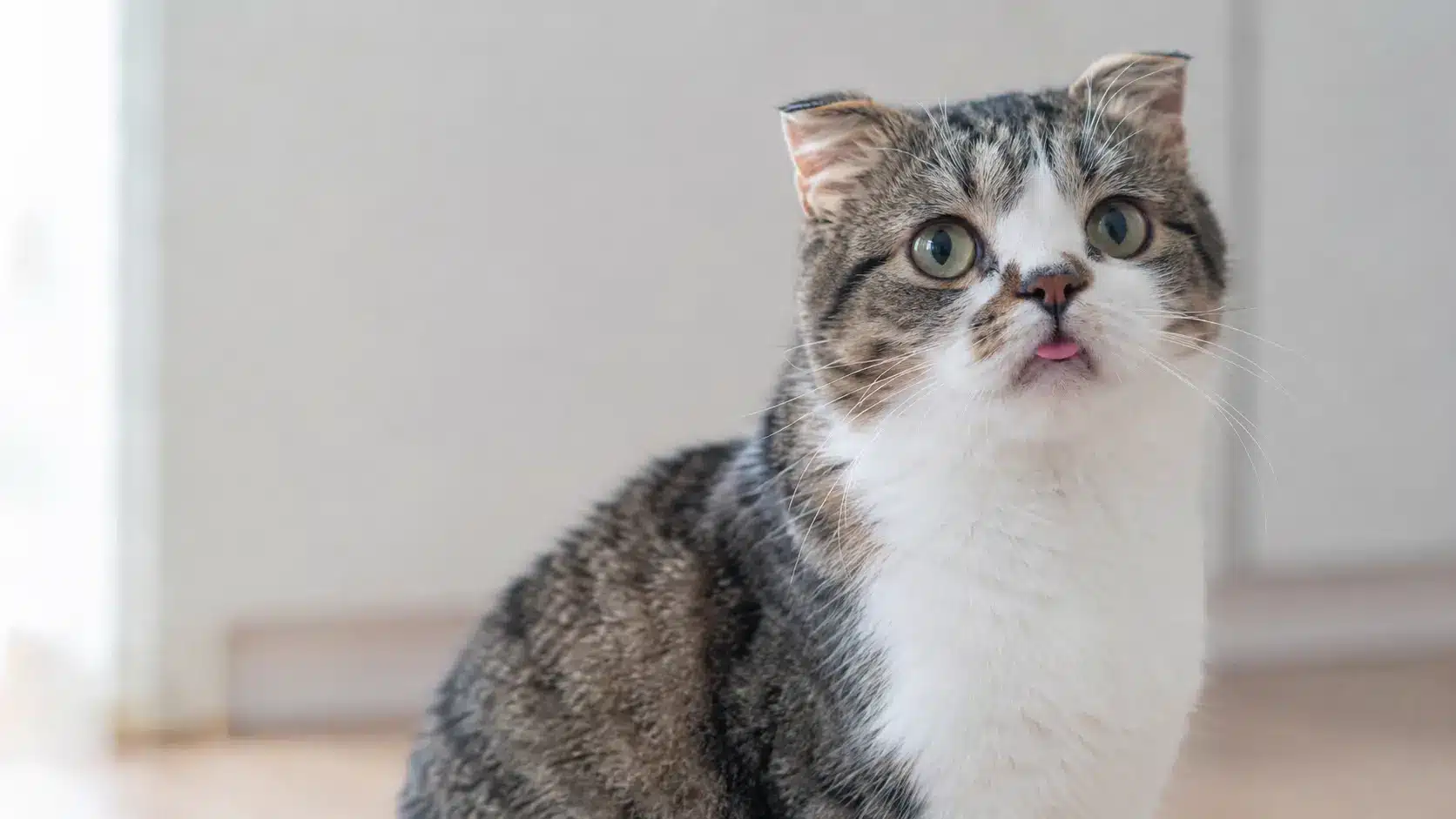 short haired tabby cat with wide set eyes and a slightly protruding tongue sitting indoors in soft daylight