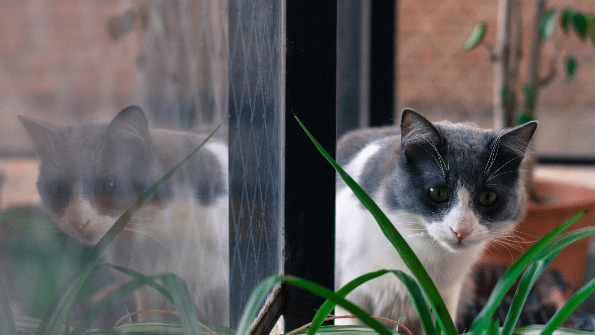 snowshoe cat sitting near a window with white fur, dark markings, and a calm gaze beside green plants
