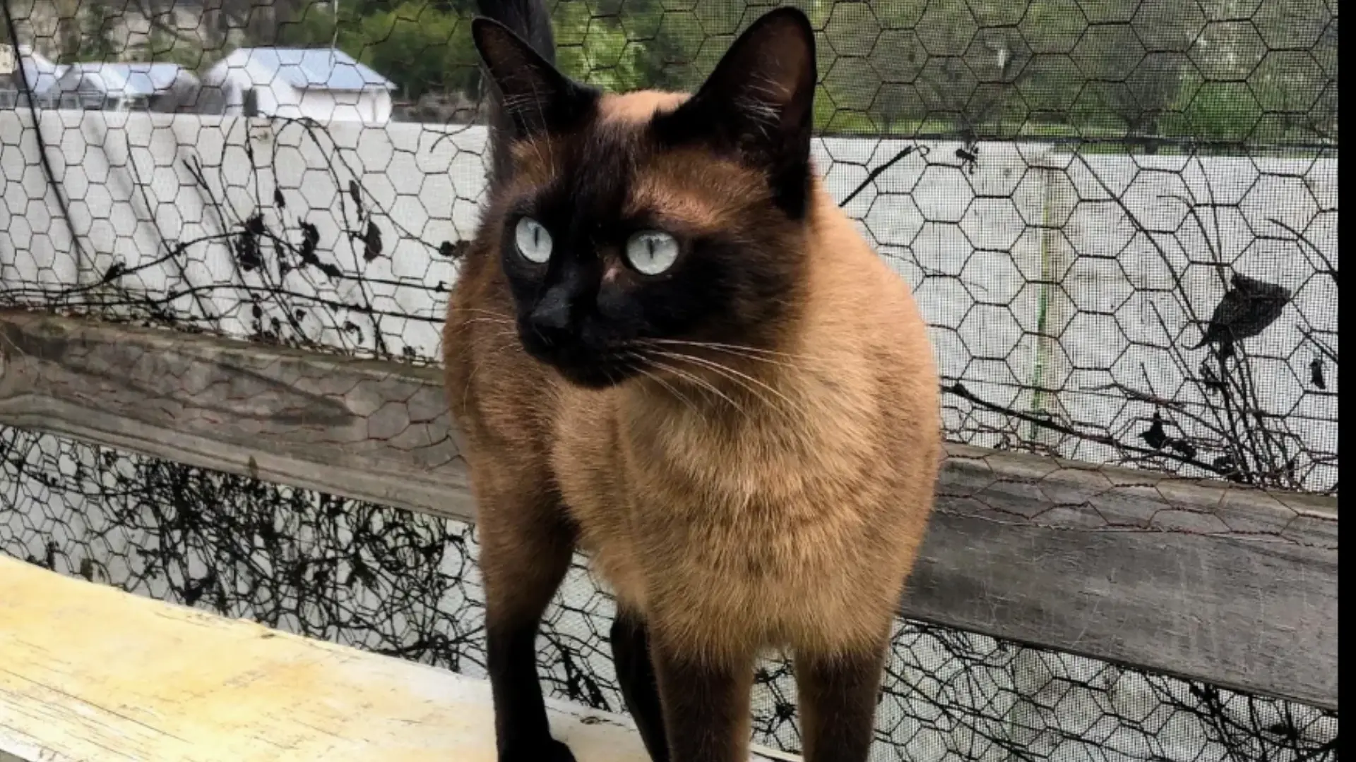 tonkinese cat with blue eyes cream coat and dark markings sitting on a rug in a bright outdoor