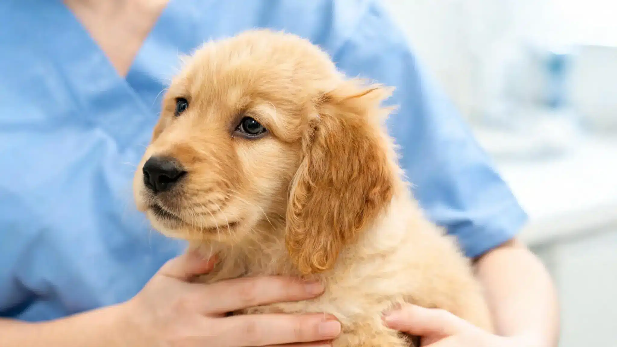 veterinarian examining a puppy during a dry heaving health check appointment
