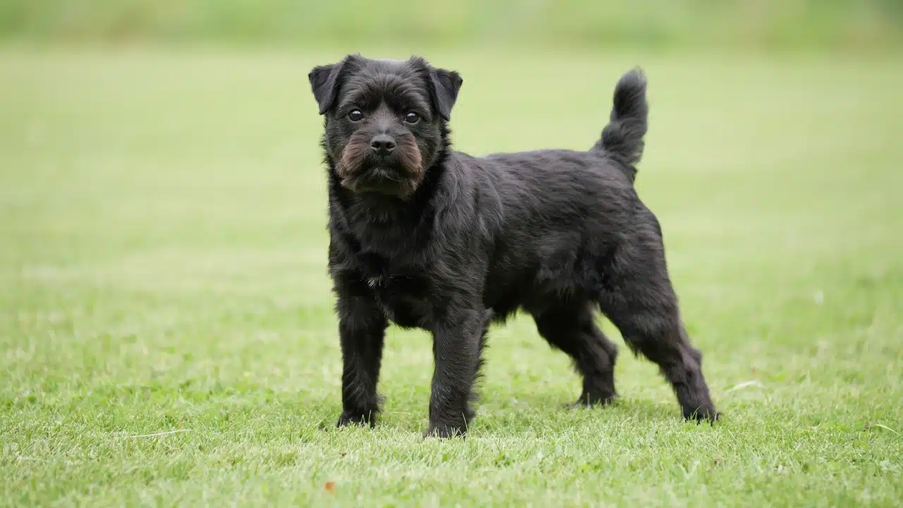 adult black affenpinscher standing outdoors with a wiry coat compact body and distinctive monkey like face