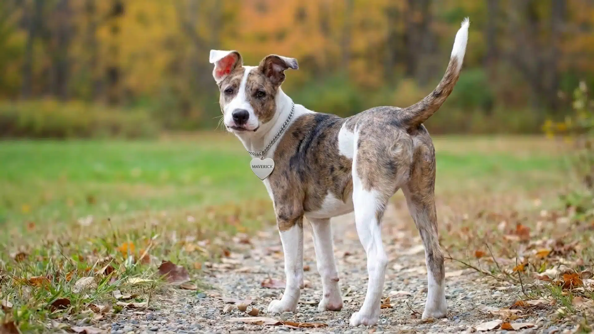 aussie pit mix standing on a woodland trail with a brindle and white coat and raised tail