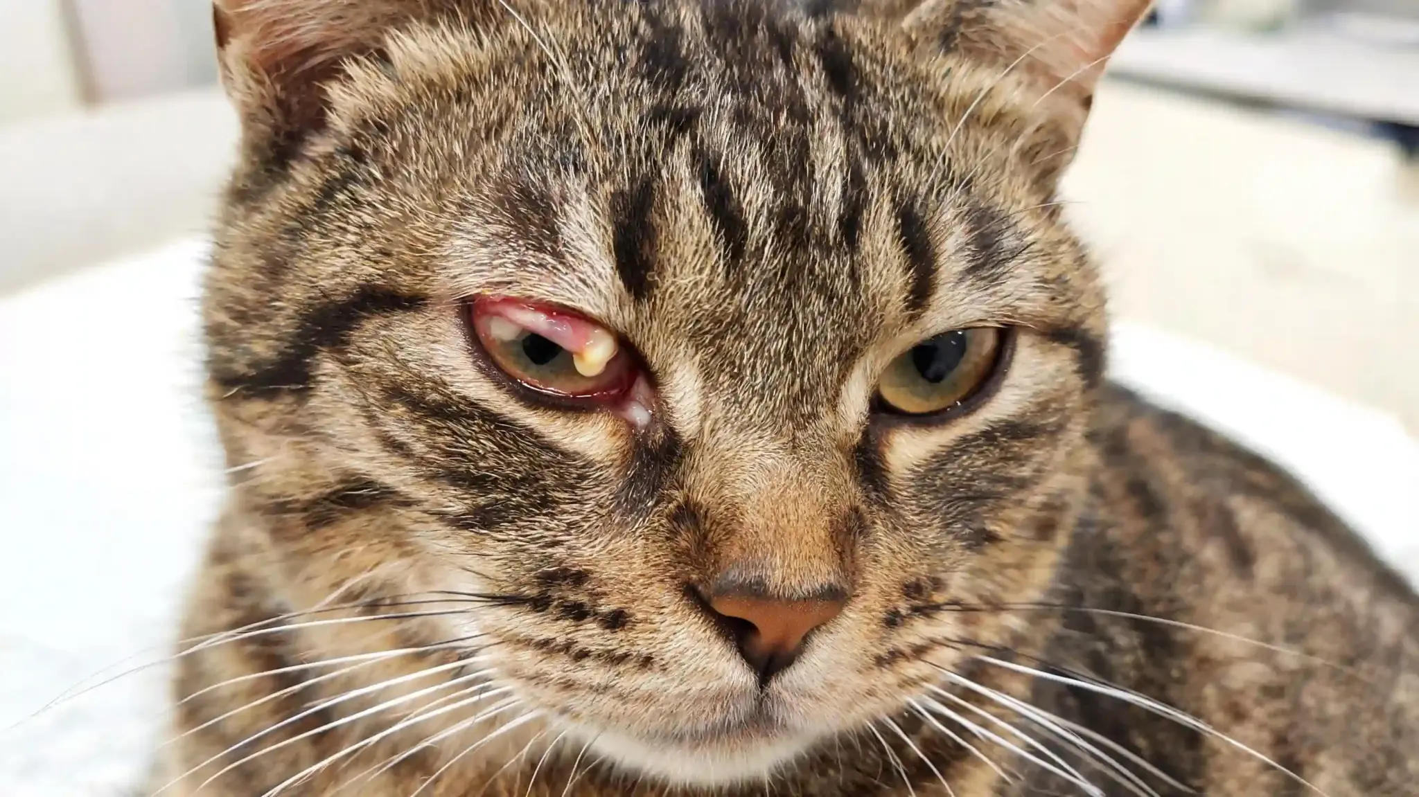 cat with red irritated eye and thick discharge showing signs of bacterial eye infection