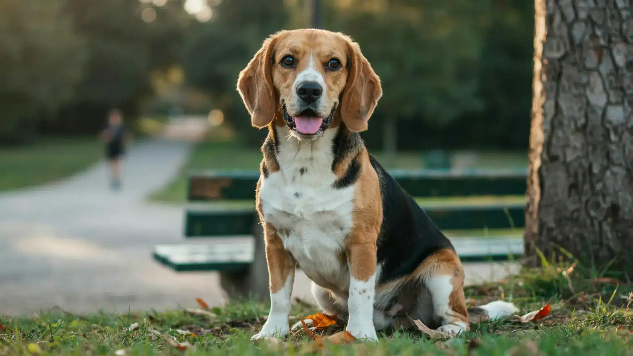Beagle sitting on grass in a park, showing its long floppy ears and soulful brown eyes closely