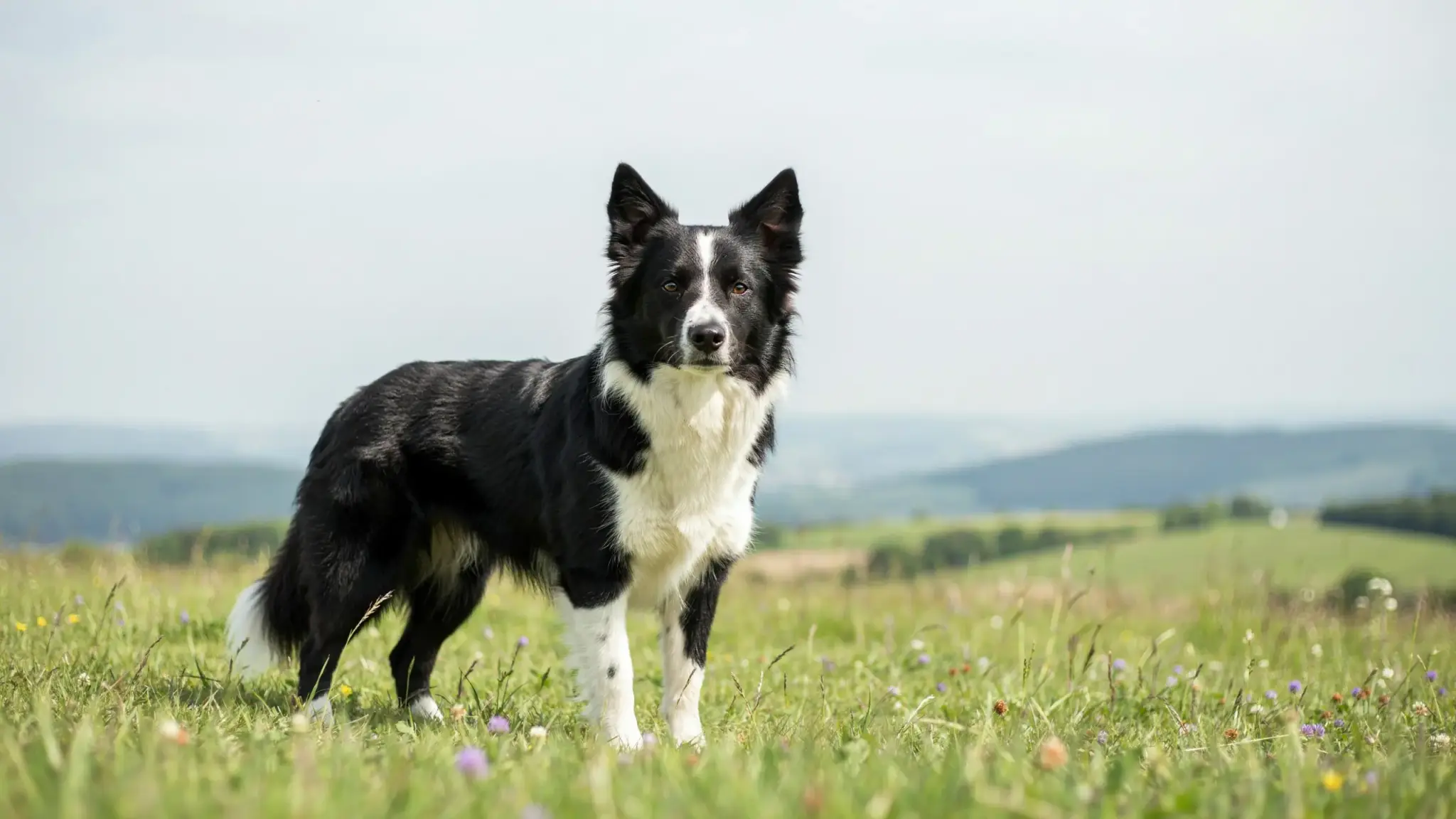 Alert black and white Border Collie stands in a wildflower meadow, rolling hills stretching out beneath a hazy sky.