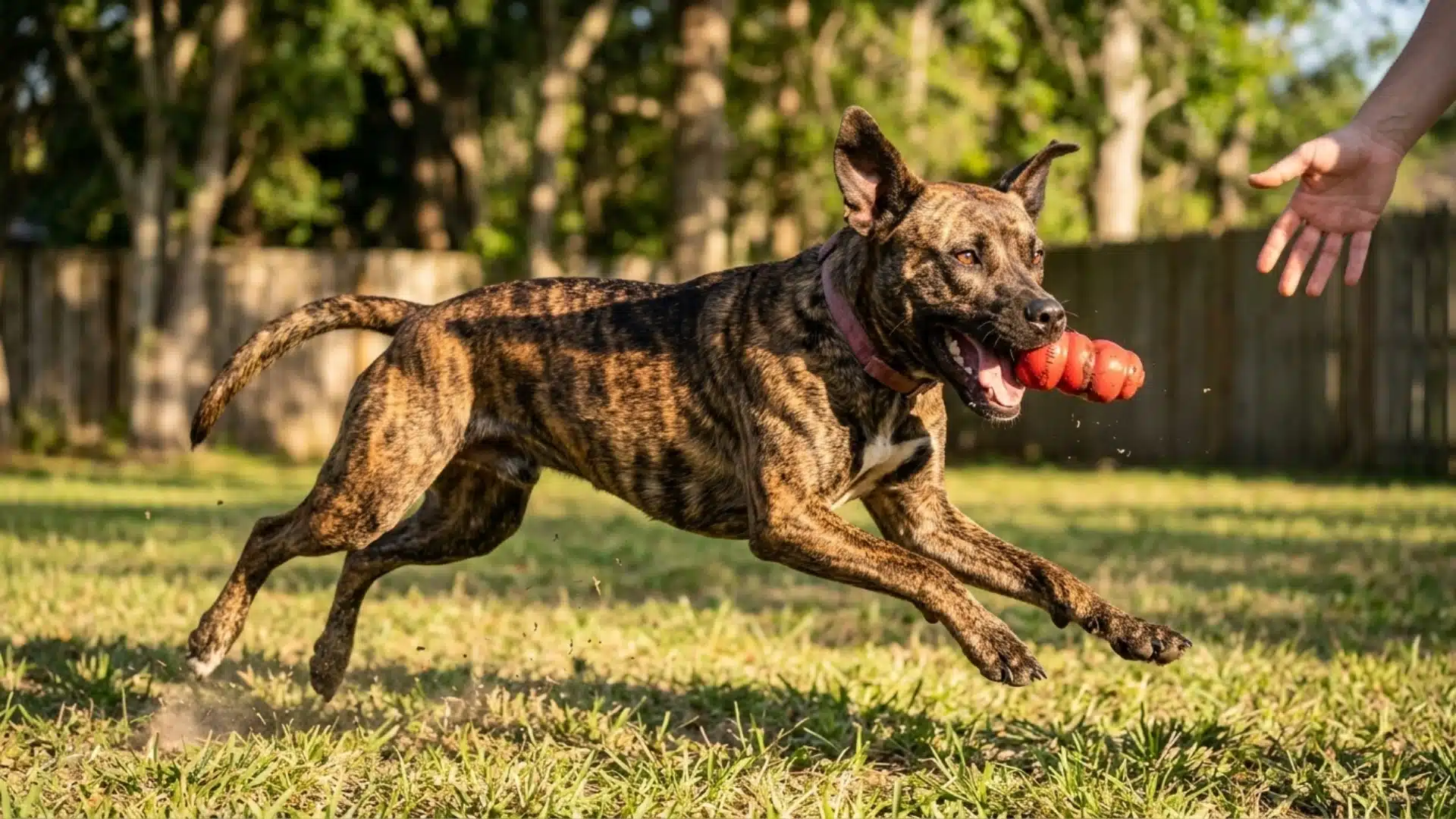 boxer aussie mix running across a grassy yard while carrying a red rubber toy in its mouth