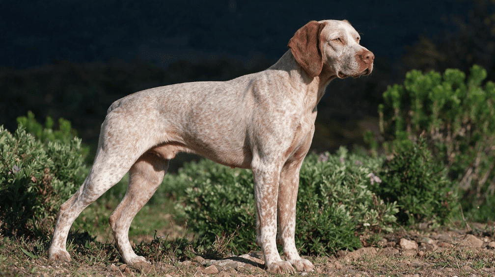 braque du bourbonnais standing outdoors with a speckled brown and white coat