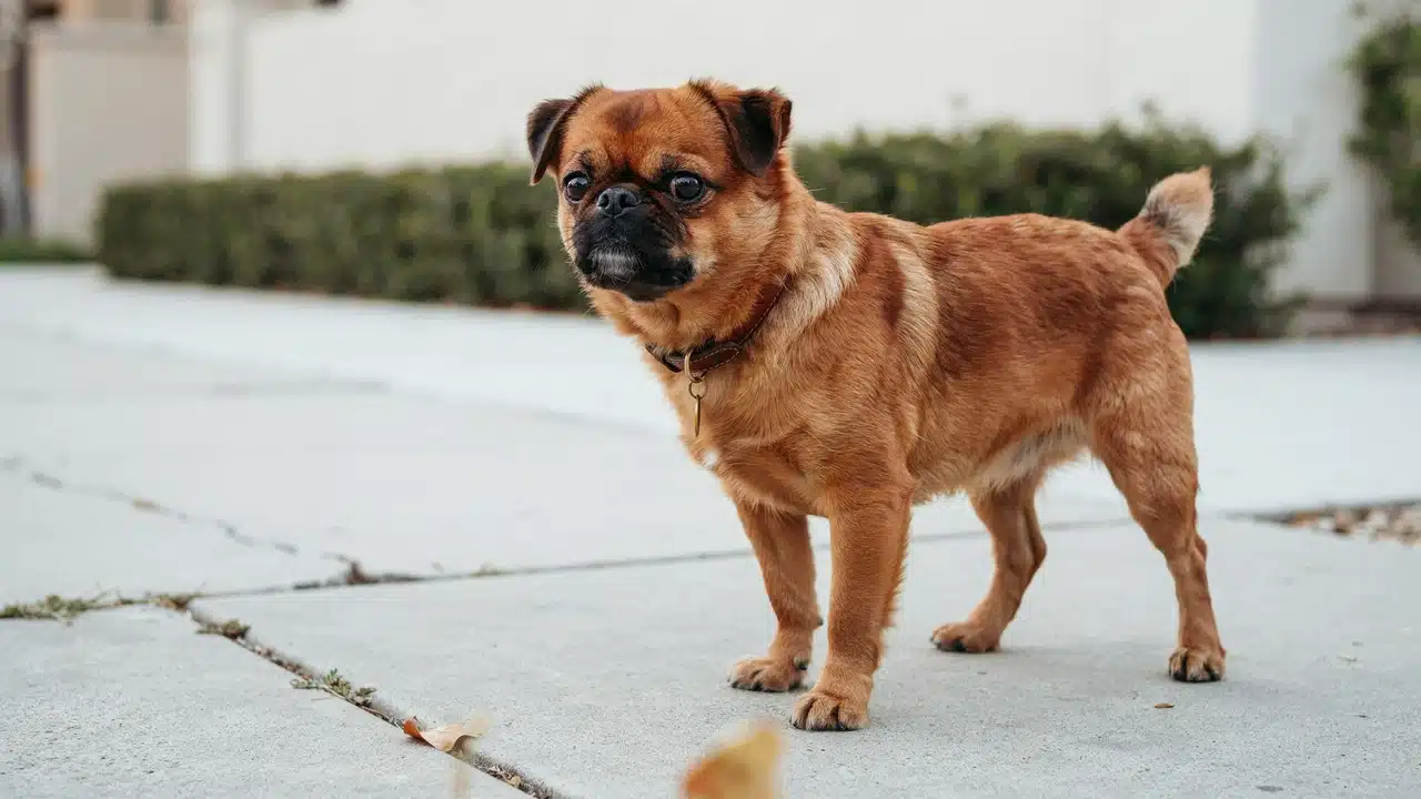 adult brussels griffon standing outdoors with a rough reddish coat short muzzle beard and large expressive eyes