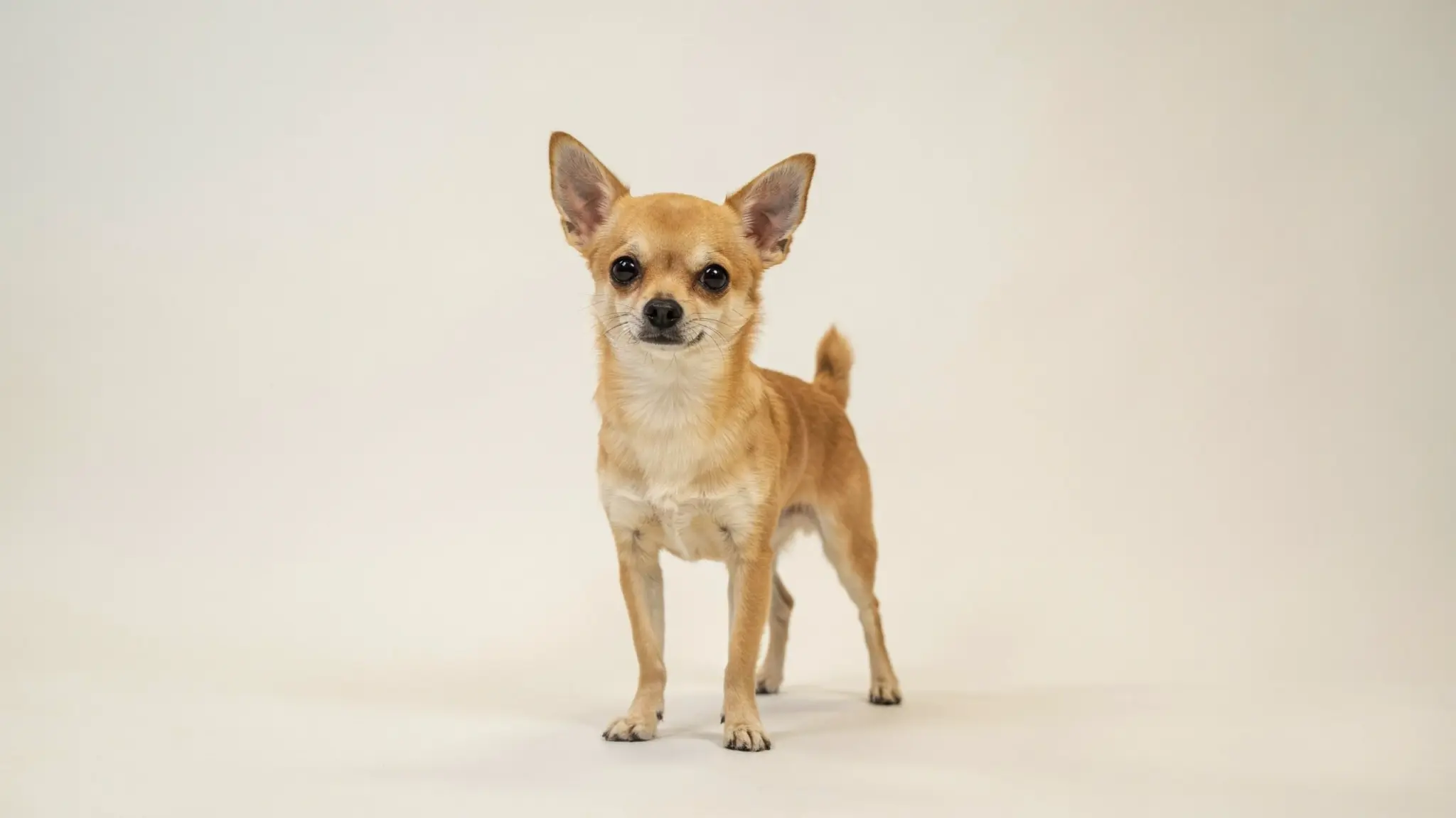 adult tan smooth coat chihuahua standing outdoors with a tiny body apple shaped head and large upright ears