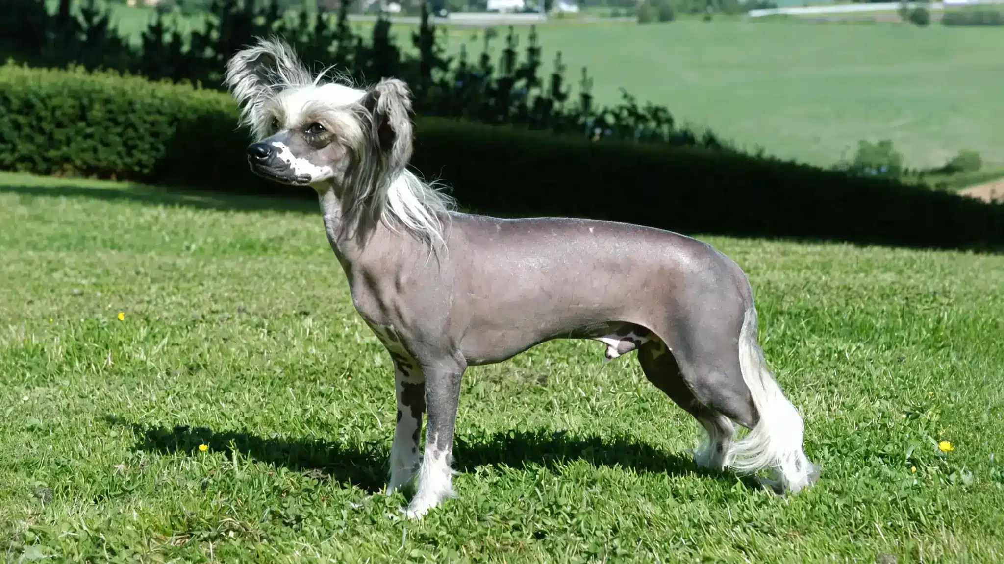 adult hairless chinese crested standing outdoors with exposed skin a flowing head crest furry feet and feathered tail