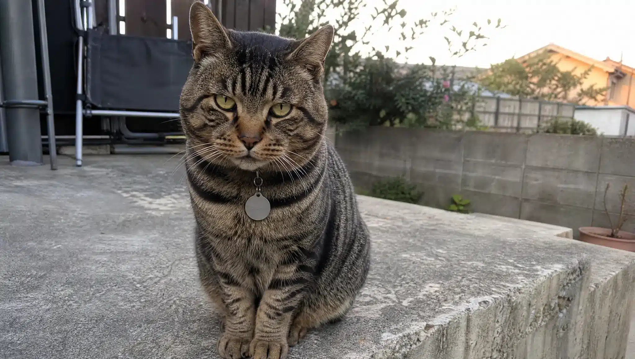 confident male cat sitting outdoors with blank tag for cool boy cat name ideas