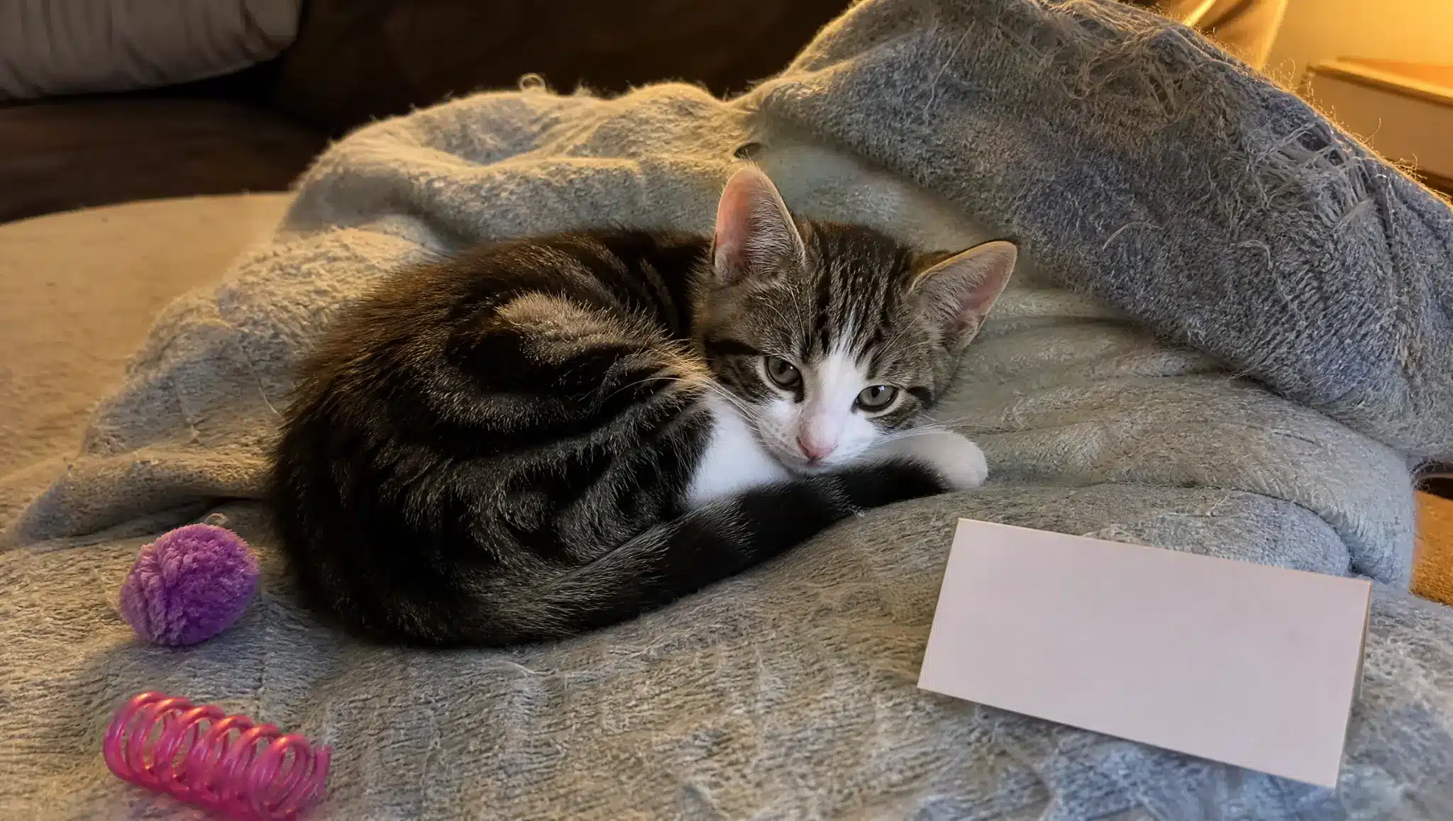 playful kitten resting on blanket beside toys and name cards for cute boy cat names
