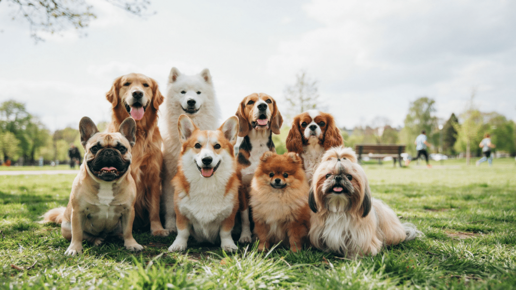 A cheerful group of eight dogs of different breeds sits together on grass in a sunny park, people strolling behind them.