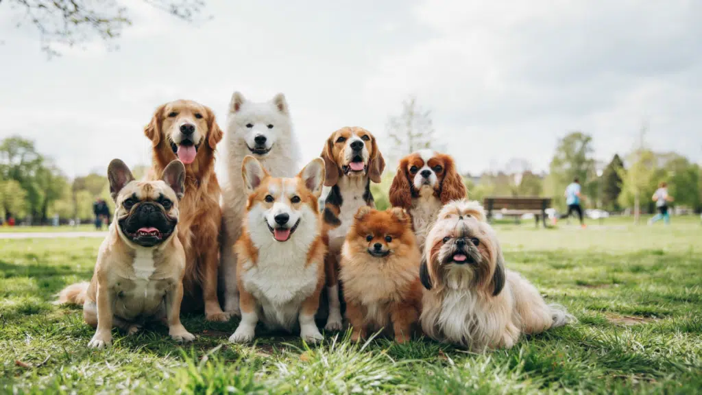 A cheerful group of eight dogs of different breeds sits together on grass in a sunny park, people strolling behind them.