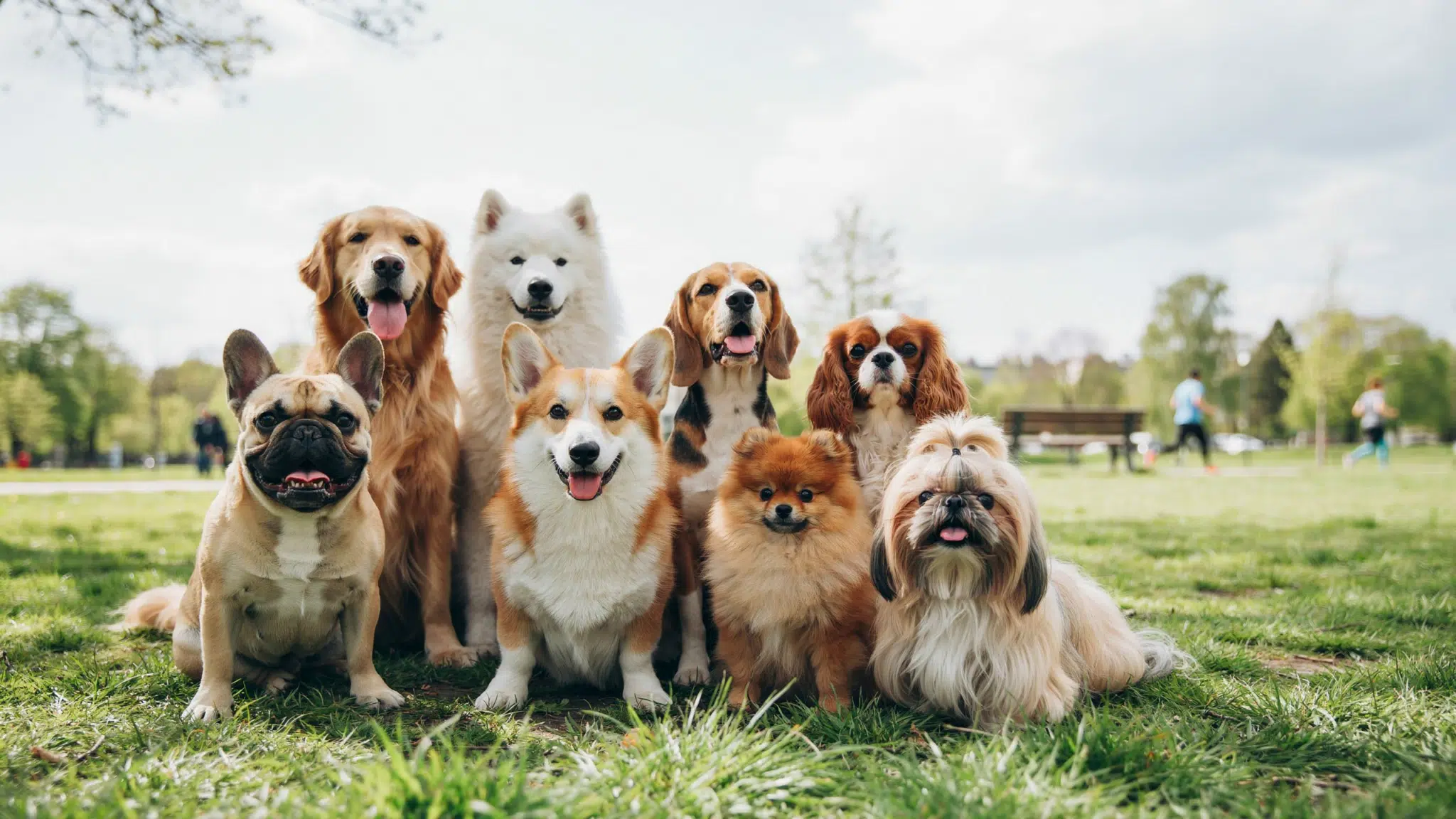 A cheerful group of eight dogs of different breeds sits together on grass in a sunny park, people strolling behind them.