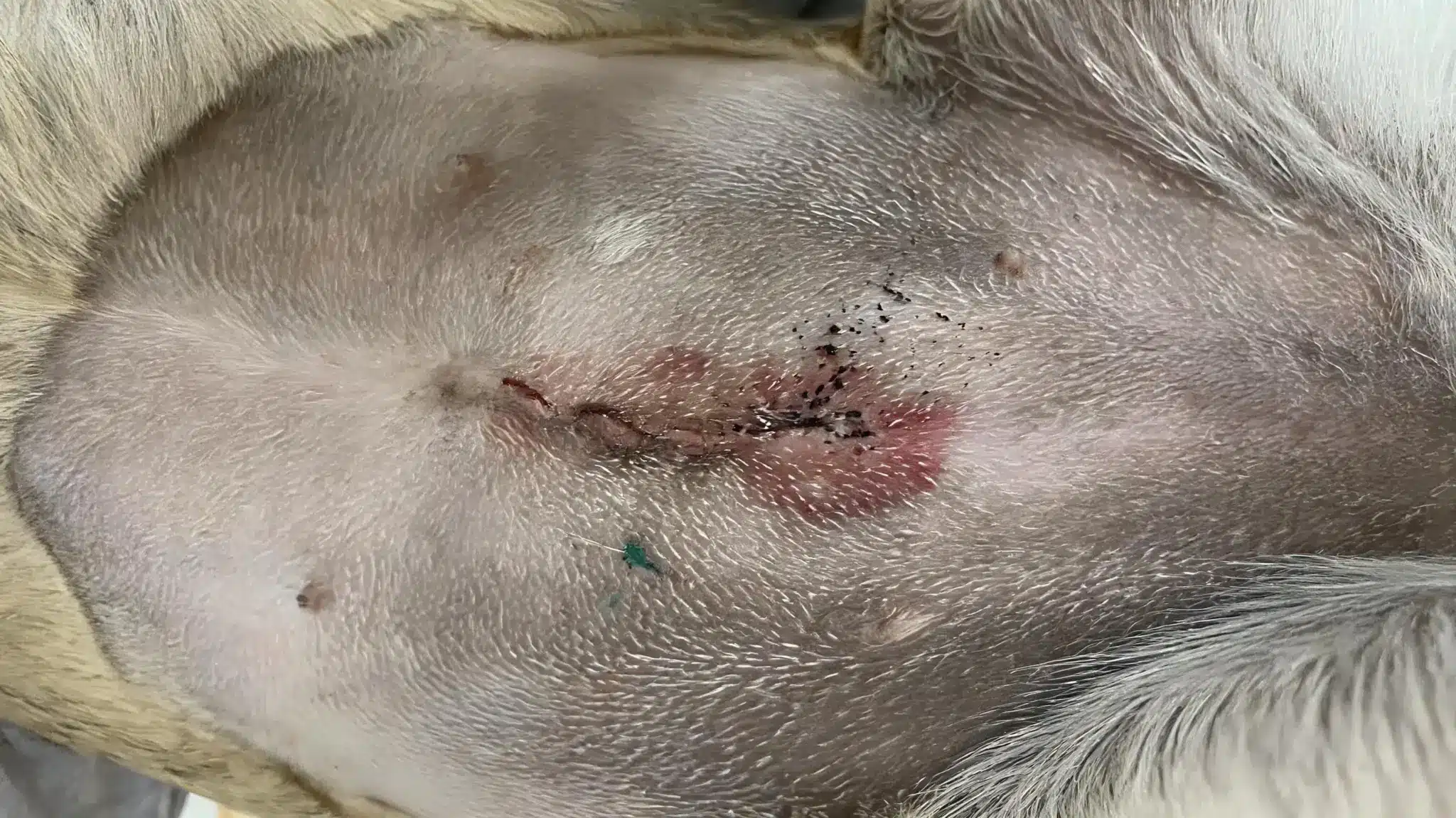 incision-problems-to-watch