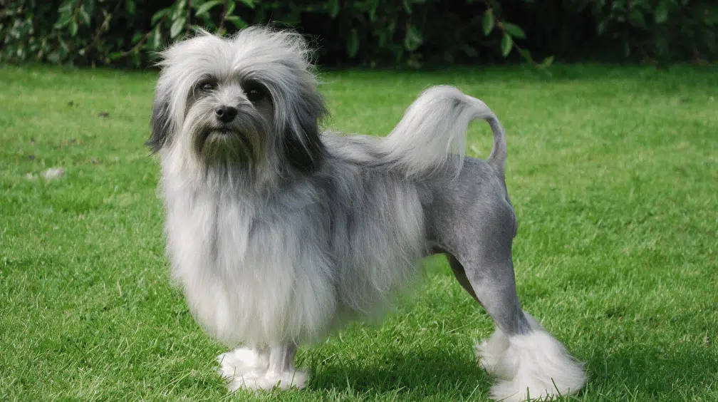 gray and white l&ouml;wchen standing on green grass with a long coat and traditional lion trim