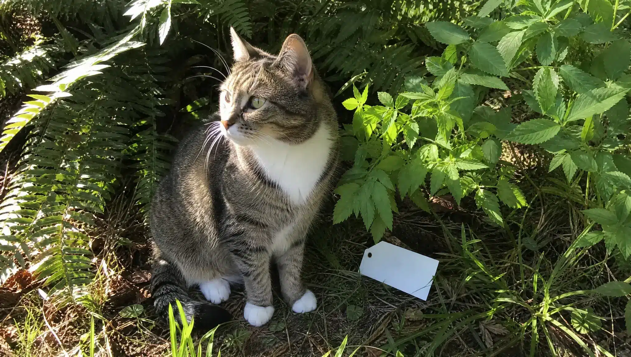 male cat sitting near plants and blank cards for nature inspired boy cat names