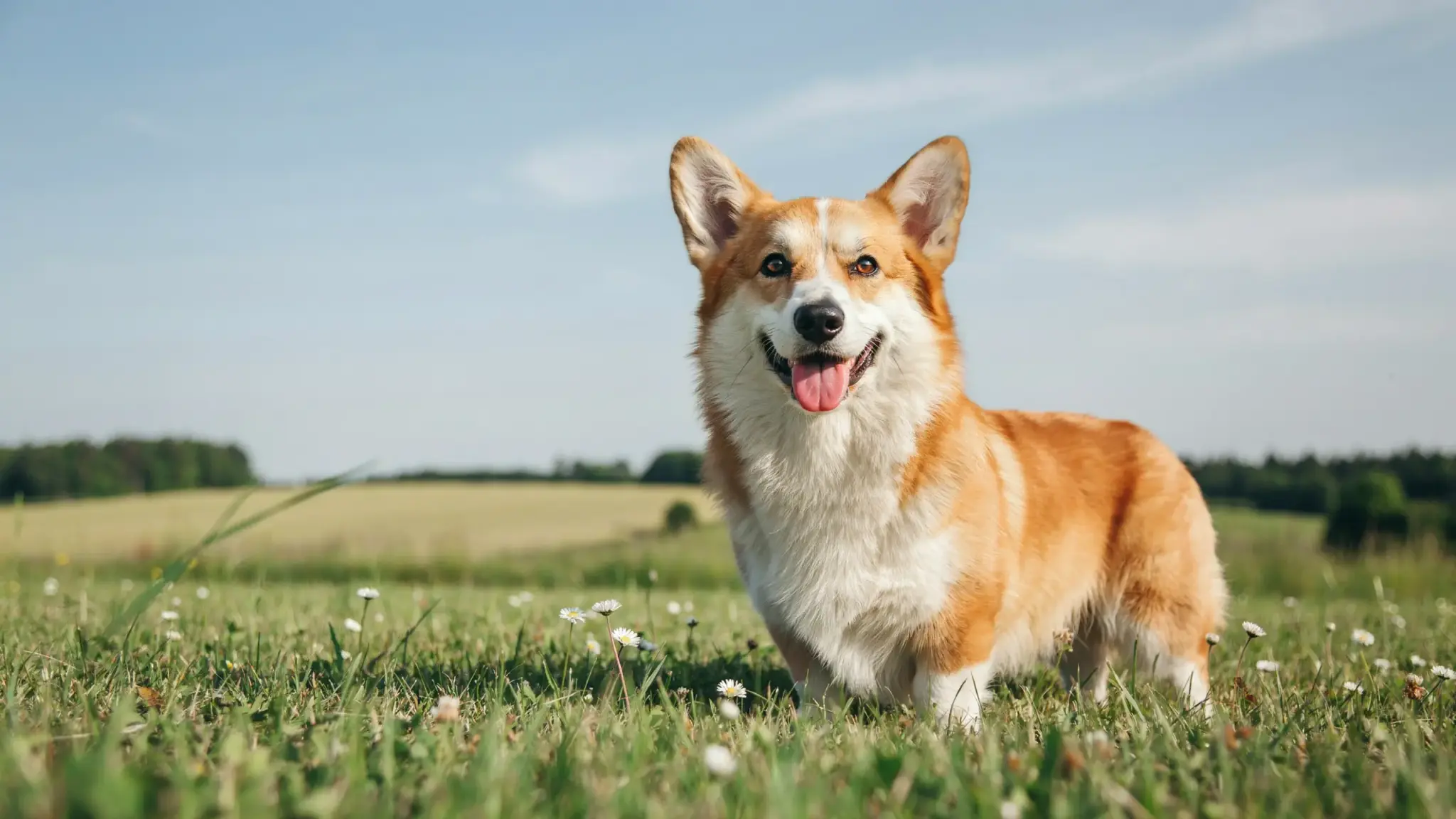 Pembroke Welsh Corgi standing in a grassy wildflower field, smiling with its tongue out on a sunny day