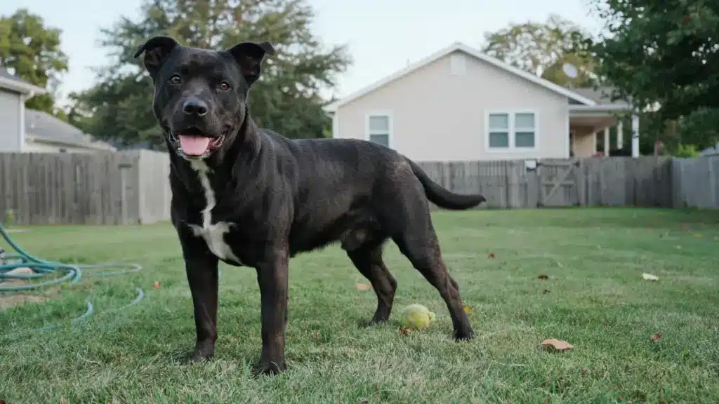 black pitbull lab mix standing on a grassy backyard lawn with a tennis ball nearby