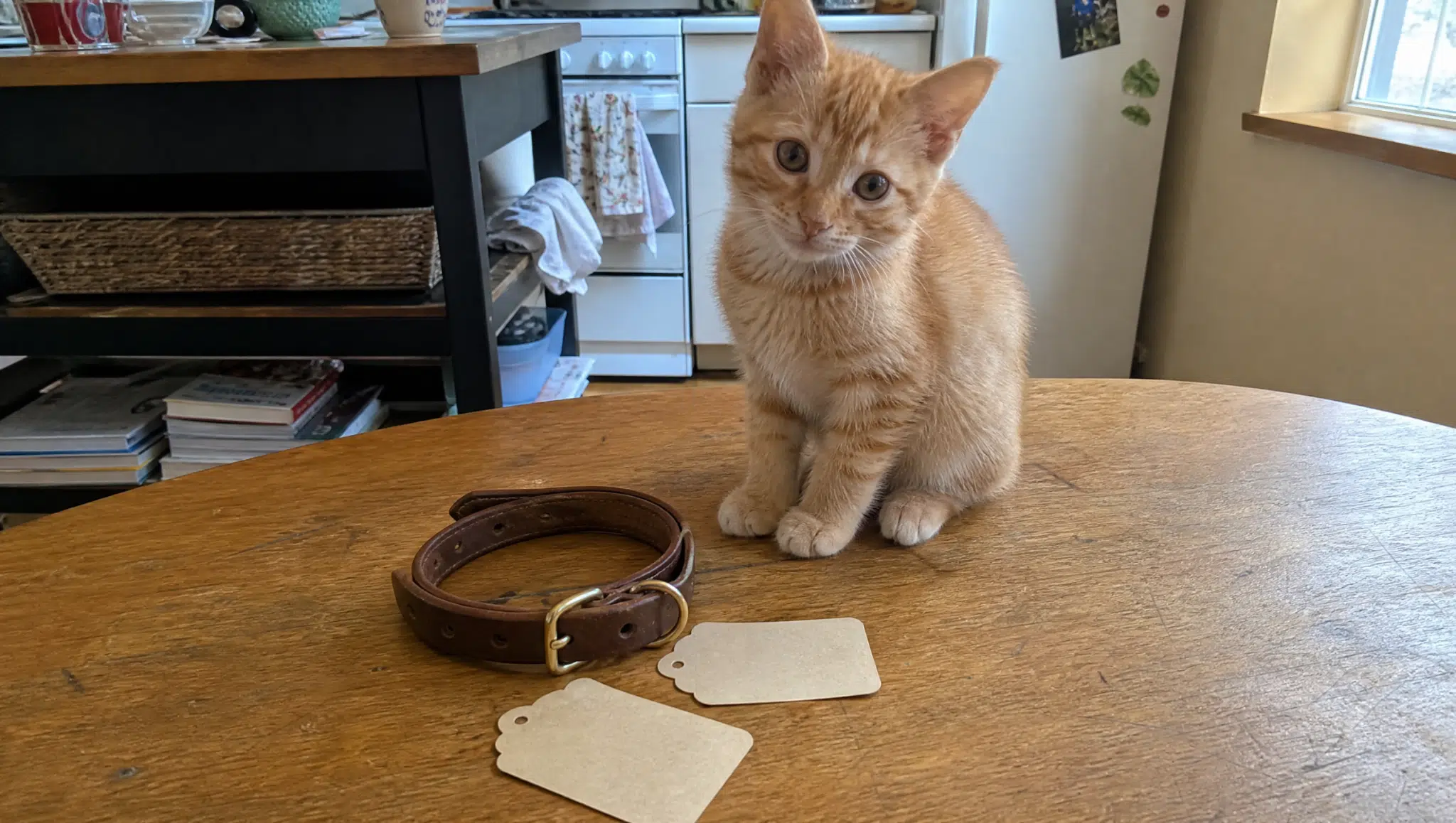 orange kitten sitting beside collar and blank tags for choosing a popular boy cat name
