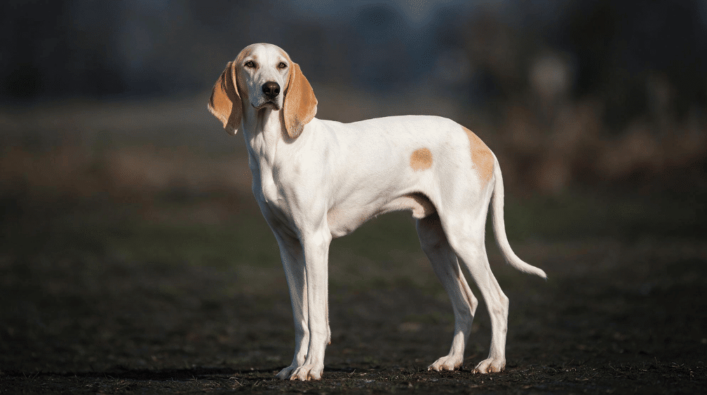 white porcelaine hound standing outdoors with long tan ears and small orange coat markings
