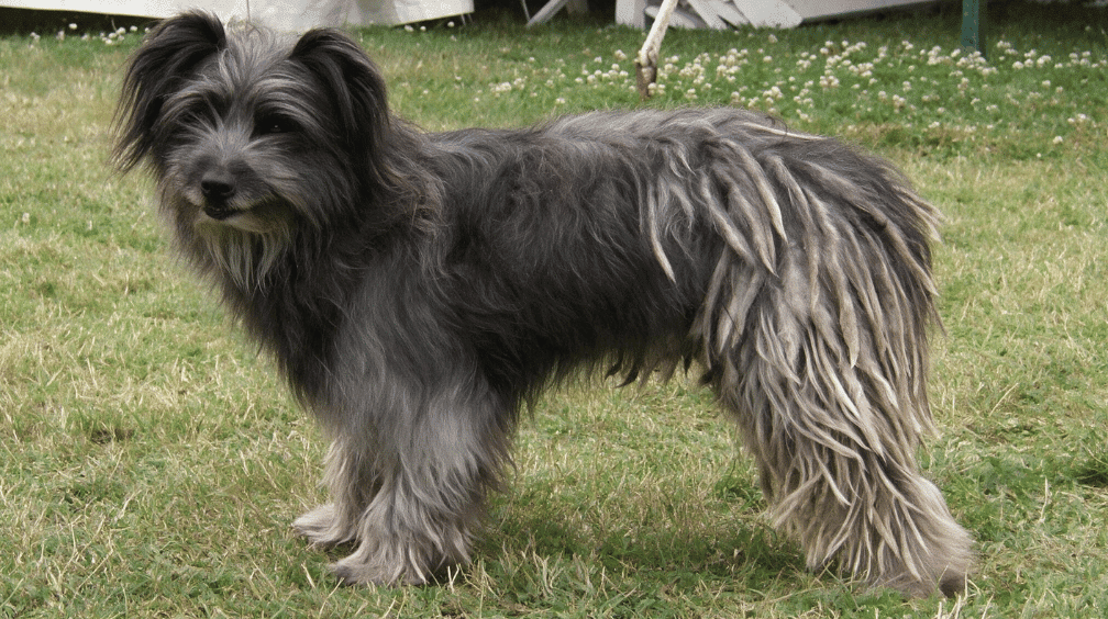 pyrenean shepherd standing on grass with a long gray coat and distinctive corded hind fur