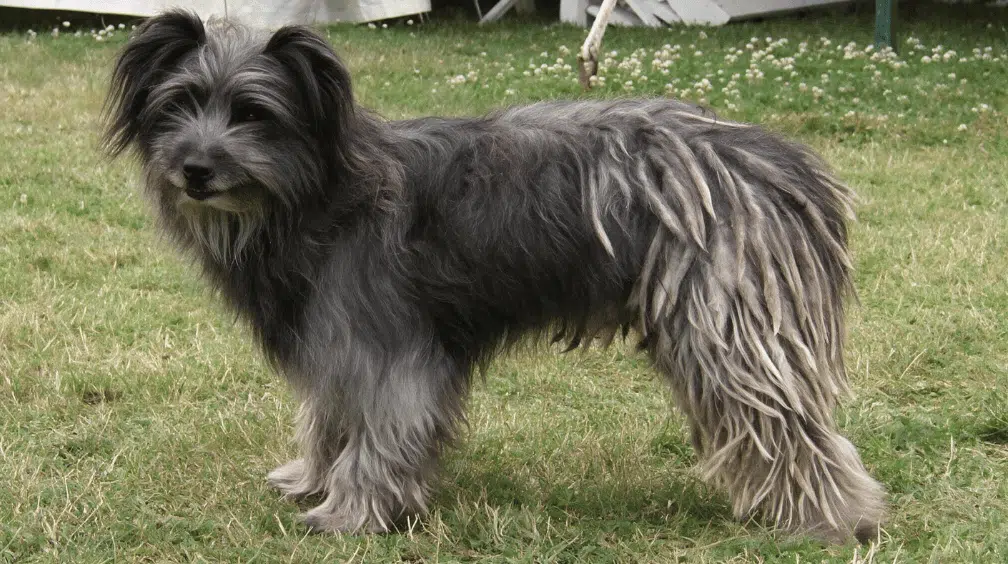 pyrenean shepherd standing on grass with a long gray coat and distinctive corded hind fur