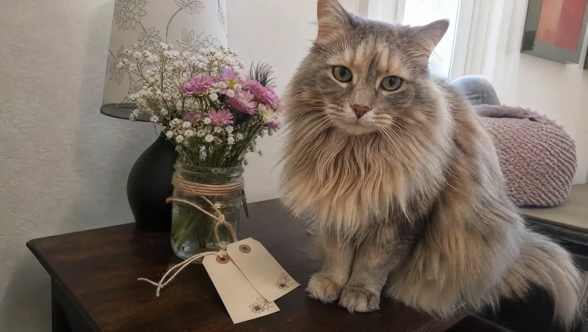 fluffy male cat sitting near flowers and blank tags for unique boy cat name ideas