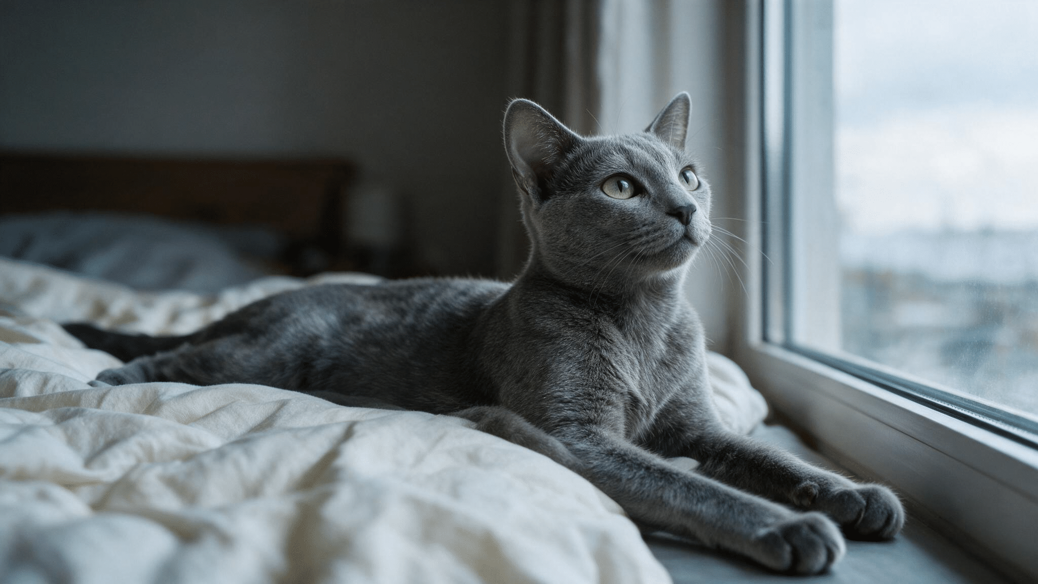 russian blue cat with green eyes and a silvery blue coat resting beside a softly lit bedroom window in a real home