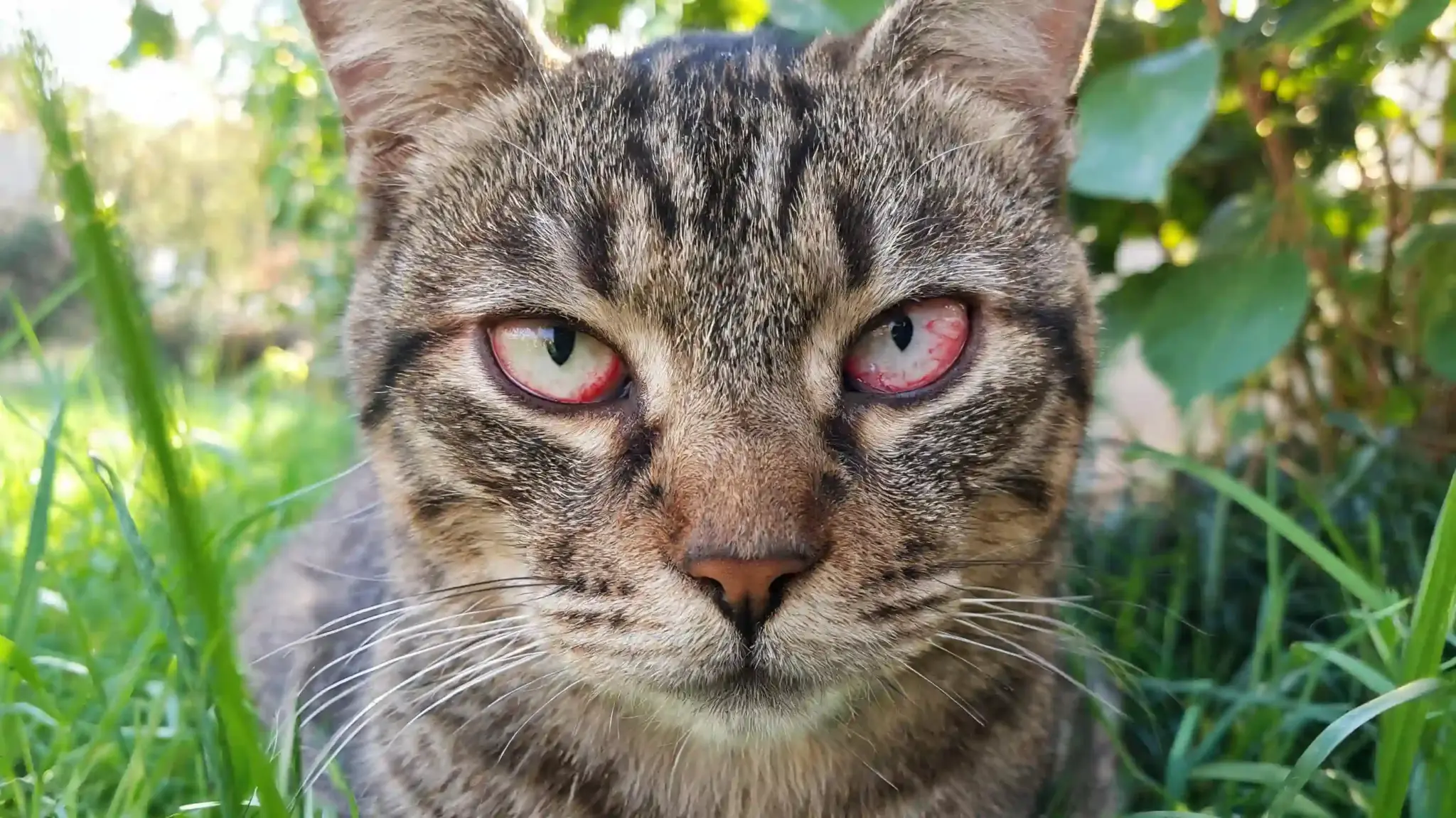cat with red irritated eyes outdoors showing possible eye irritation from scratches or foreign objects