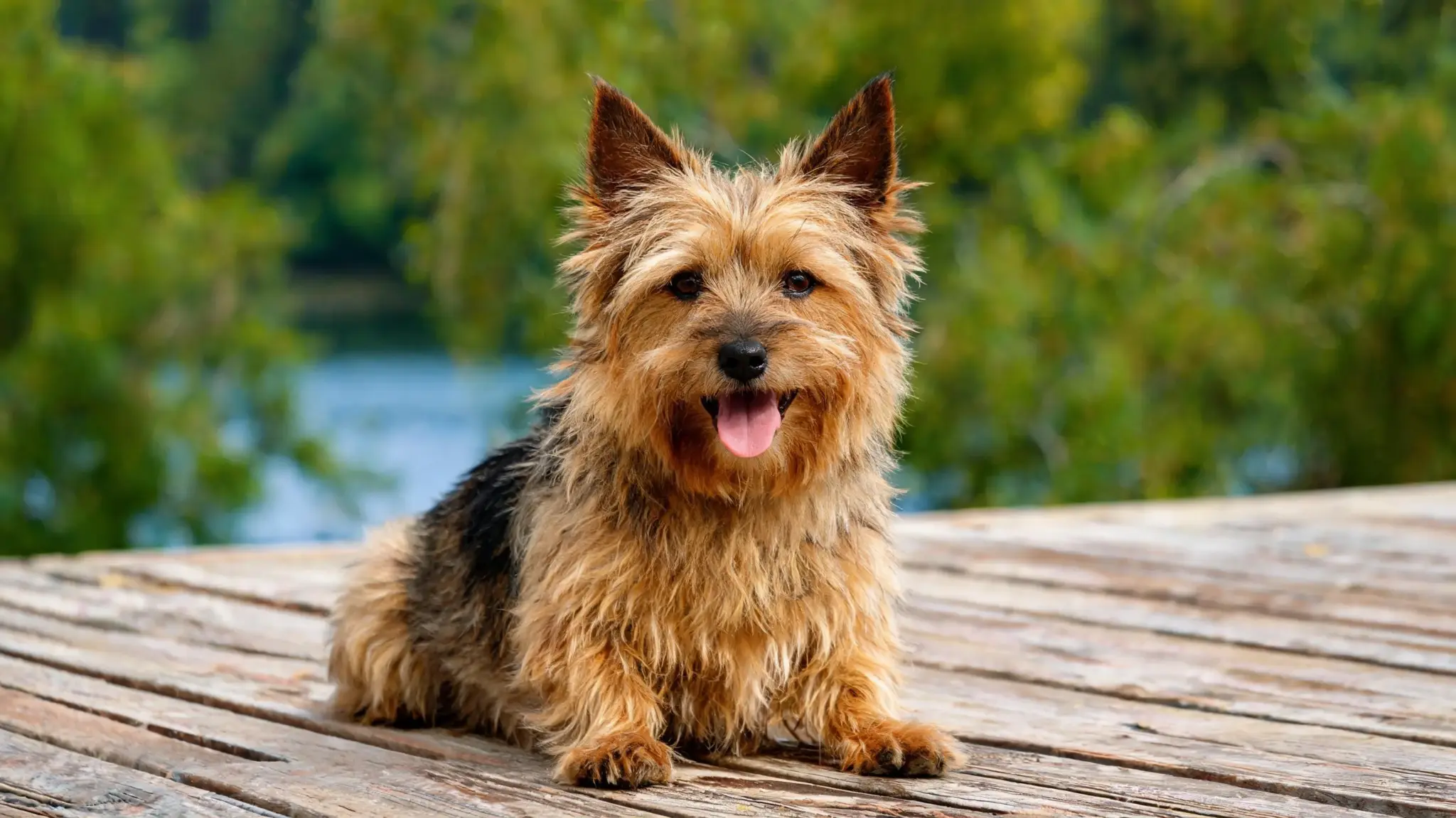 adult silky terrier standing outdoors with a glossy blue and tan coat upright ears and compact terrier build