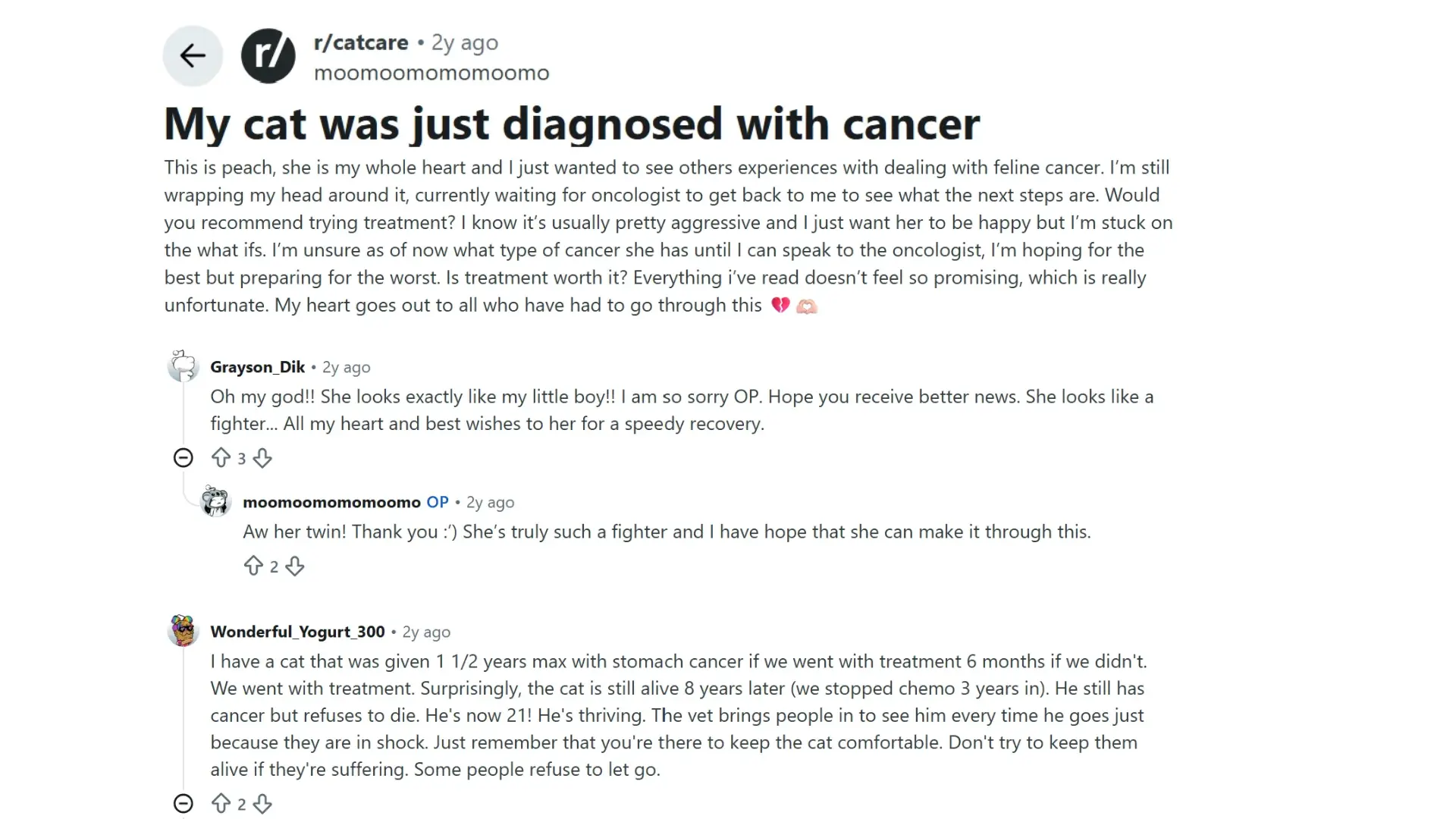 reddit discussion where cat owners share experiences with feline cancer treatment, prognosis, and quality of life
