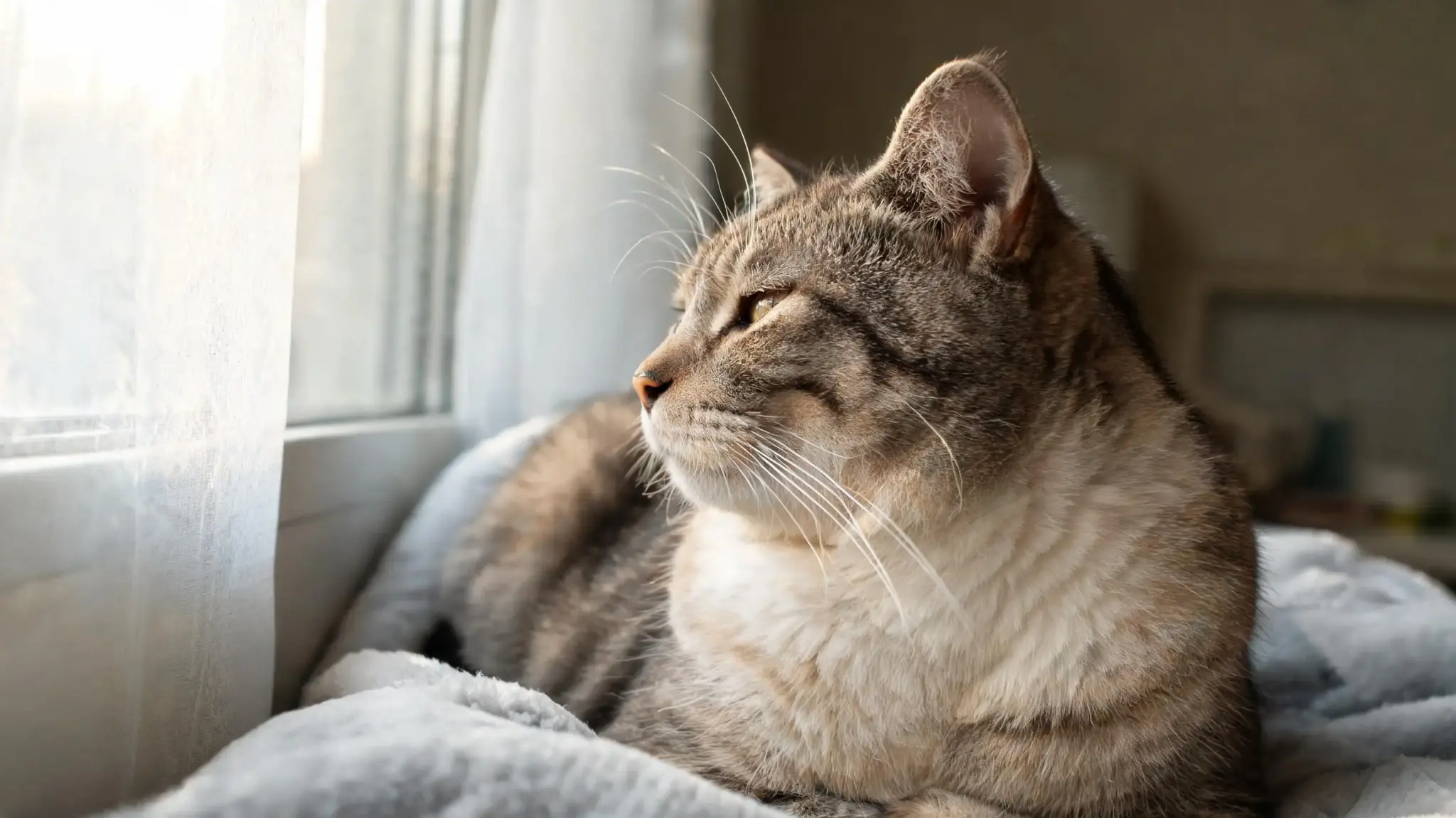 cat resting near window showing subtle breathing changes linked to possible asthma symptoms